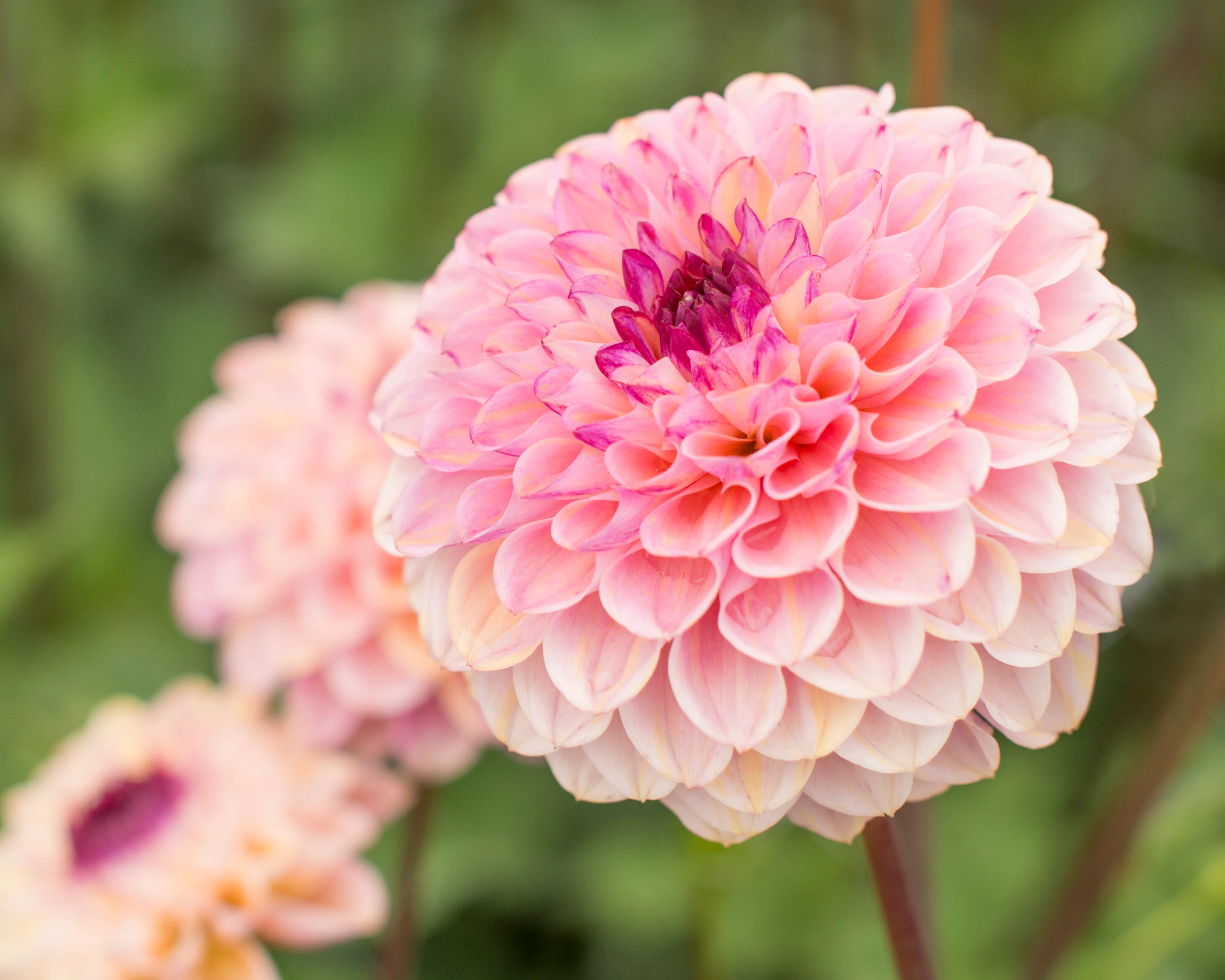 Dahlia 'Wine Eyed Jill' - Image 5