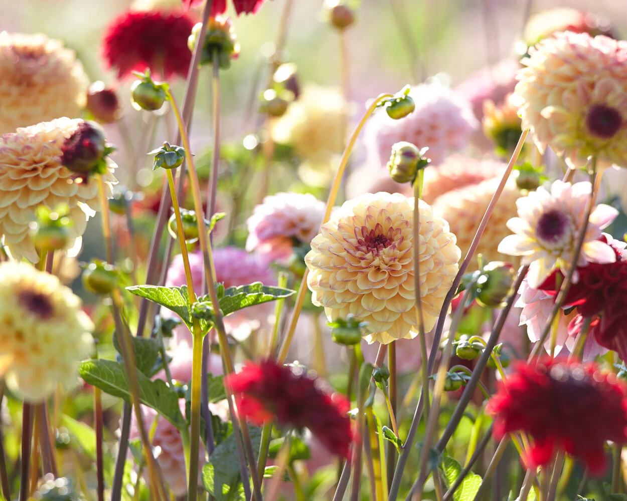 Dahlia 'Wine Eyed Jill' - Image 6