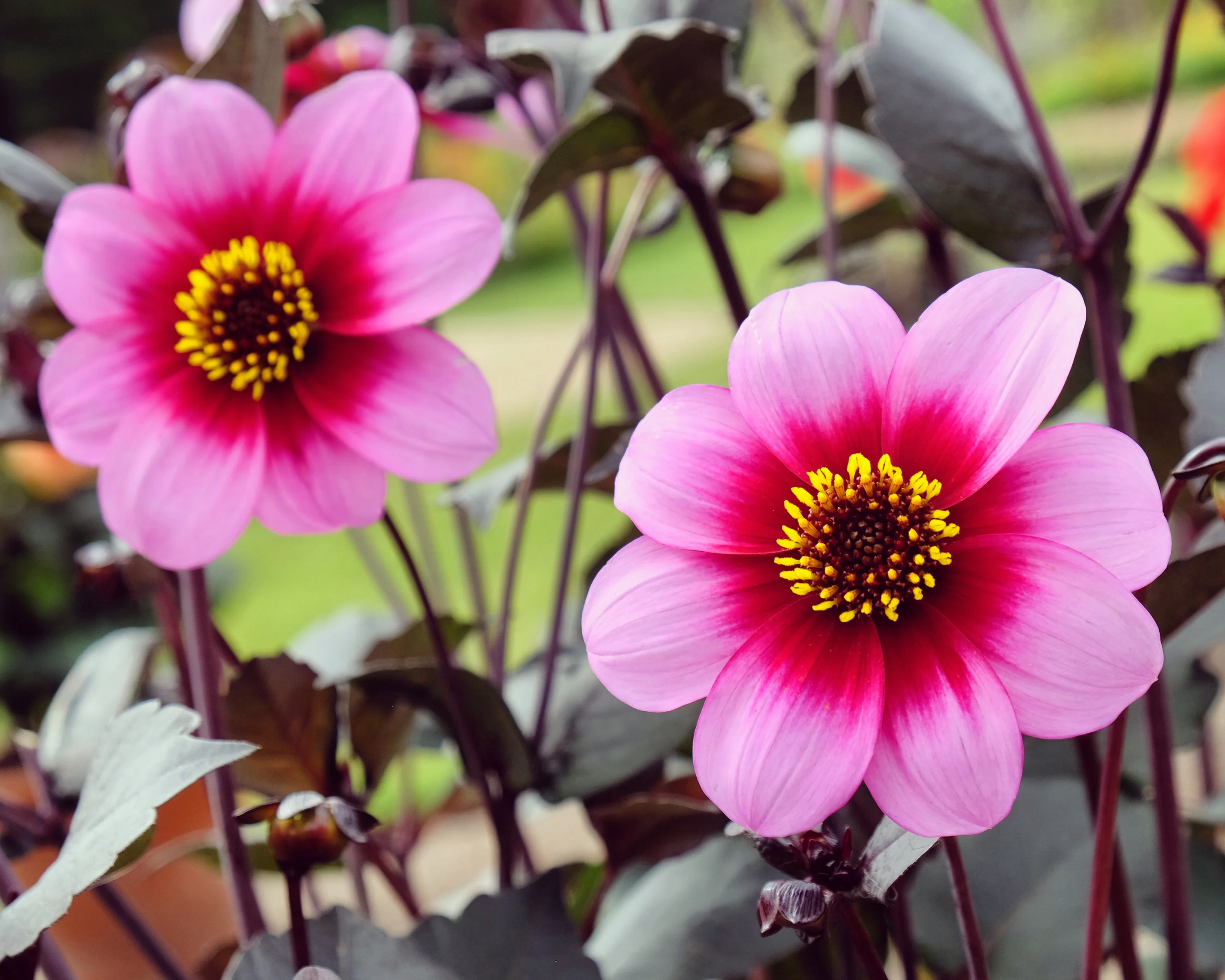 Dahlia 'Wishes n Dreams' - Image 3