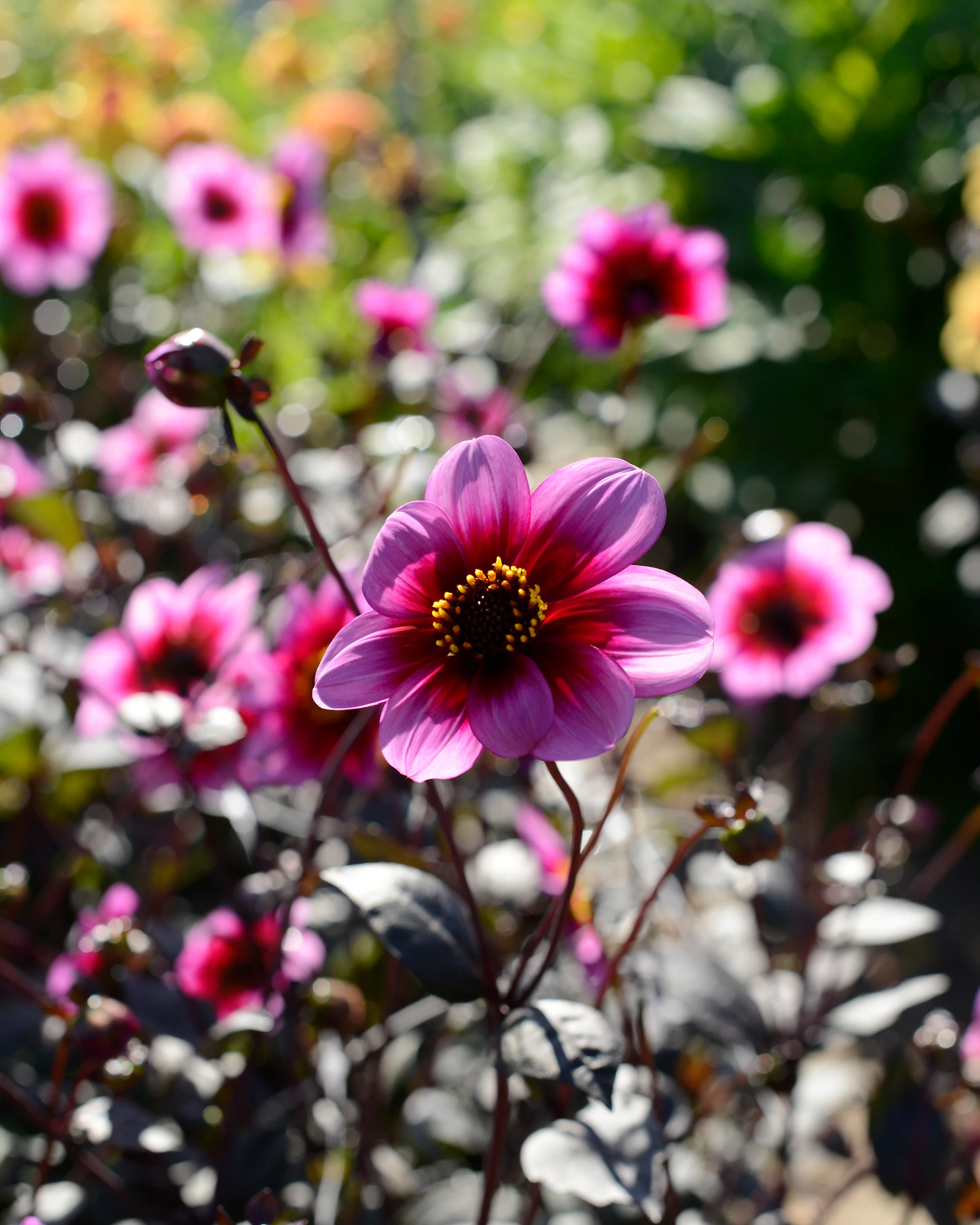 Dahlia 'Wishes n Dreams' - Image 4