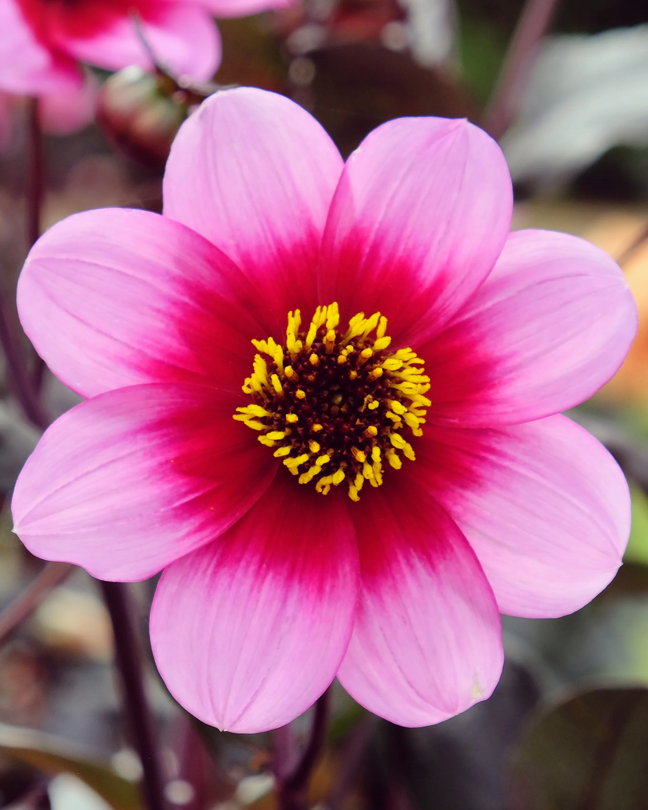 Dahlia 'Wishes n Dreams' - Image 5