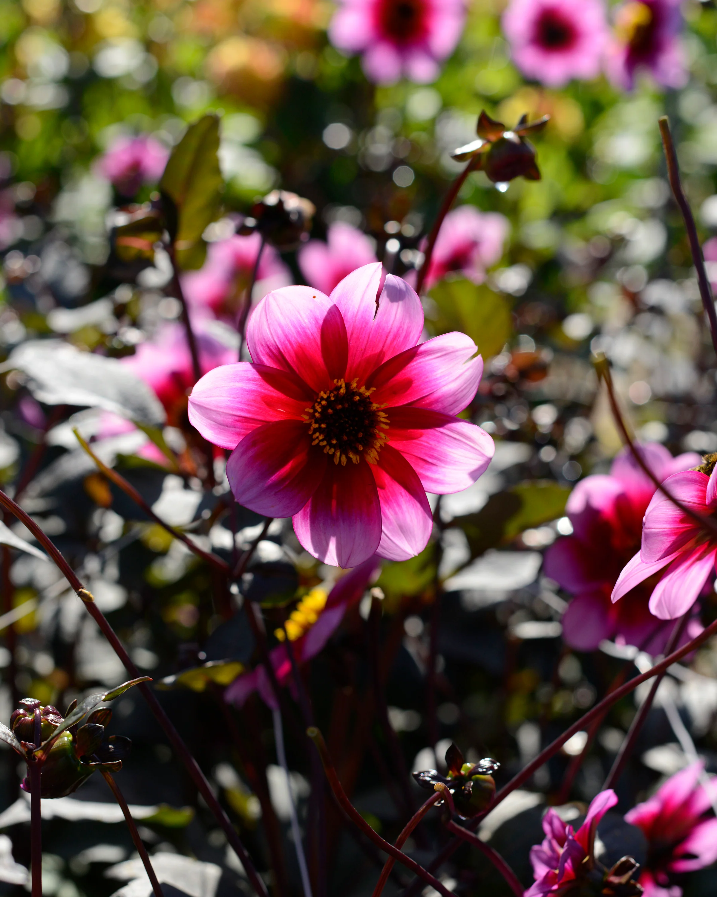 Dahlia 'Wishes n Dreams' - Image 6