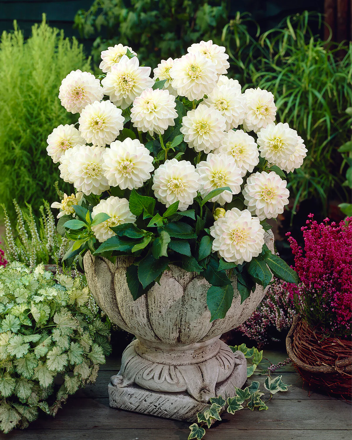 Dahlia 'Wittem' - Image 4