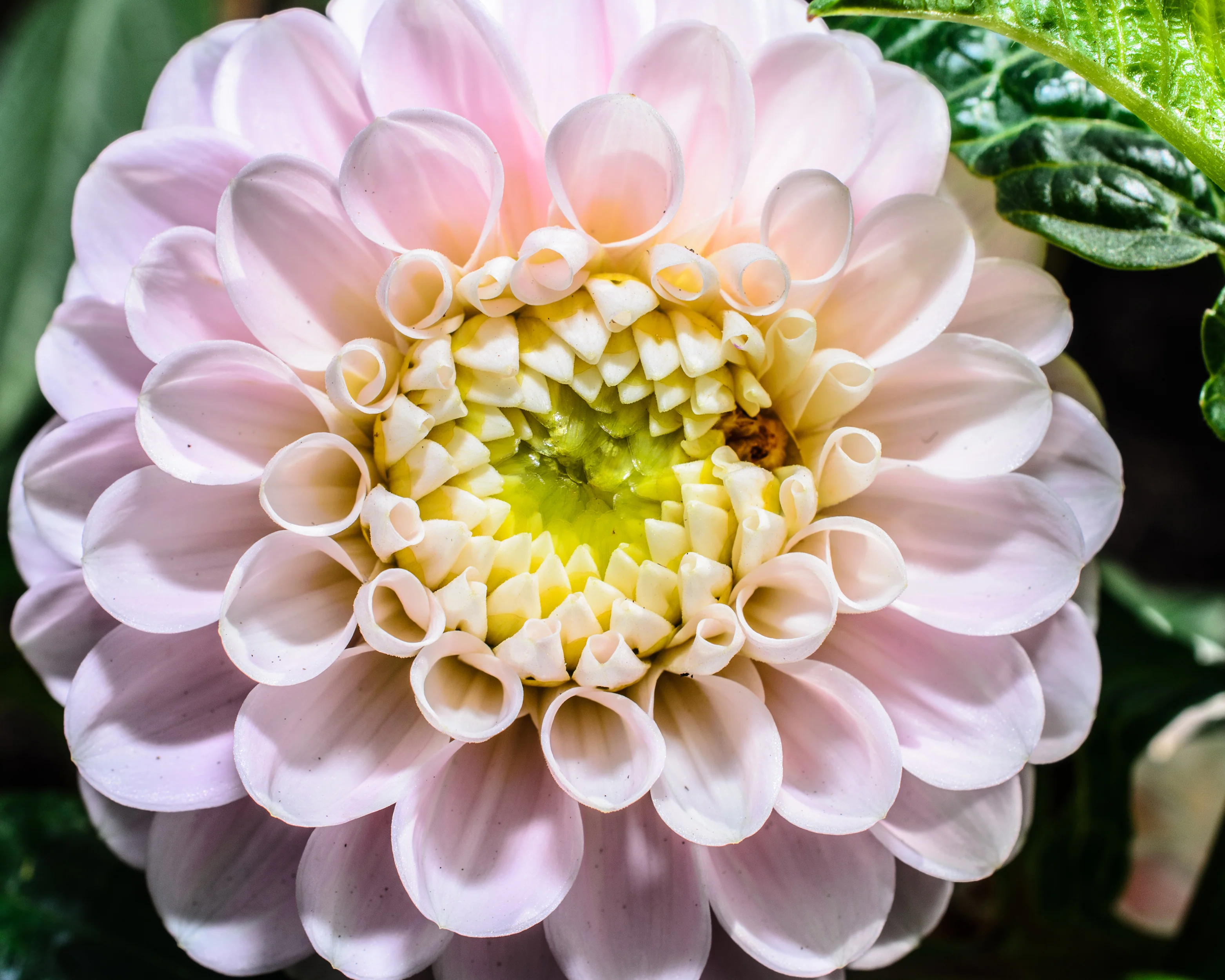 Dahlia 'Wizard of Oz' - Image 11