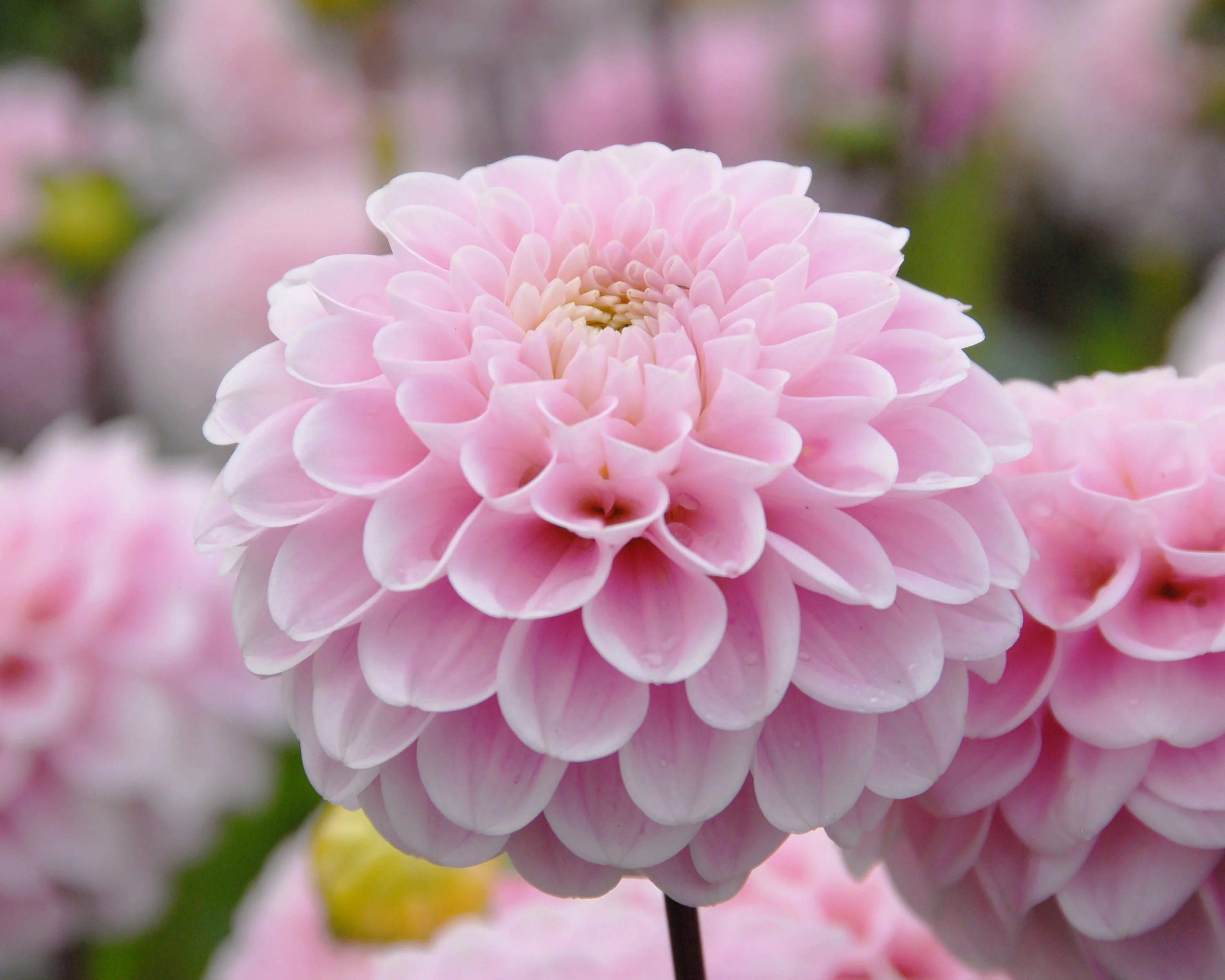Dahlia 'Wizard of Oz' - Image 12