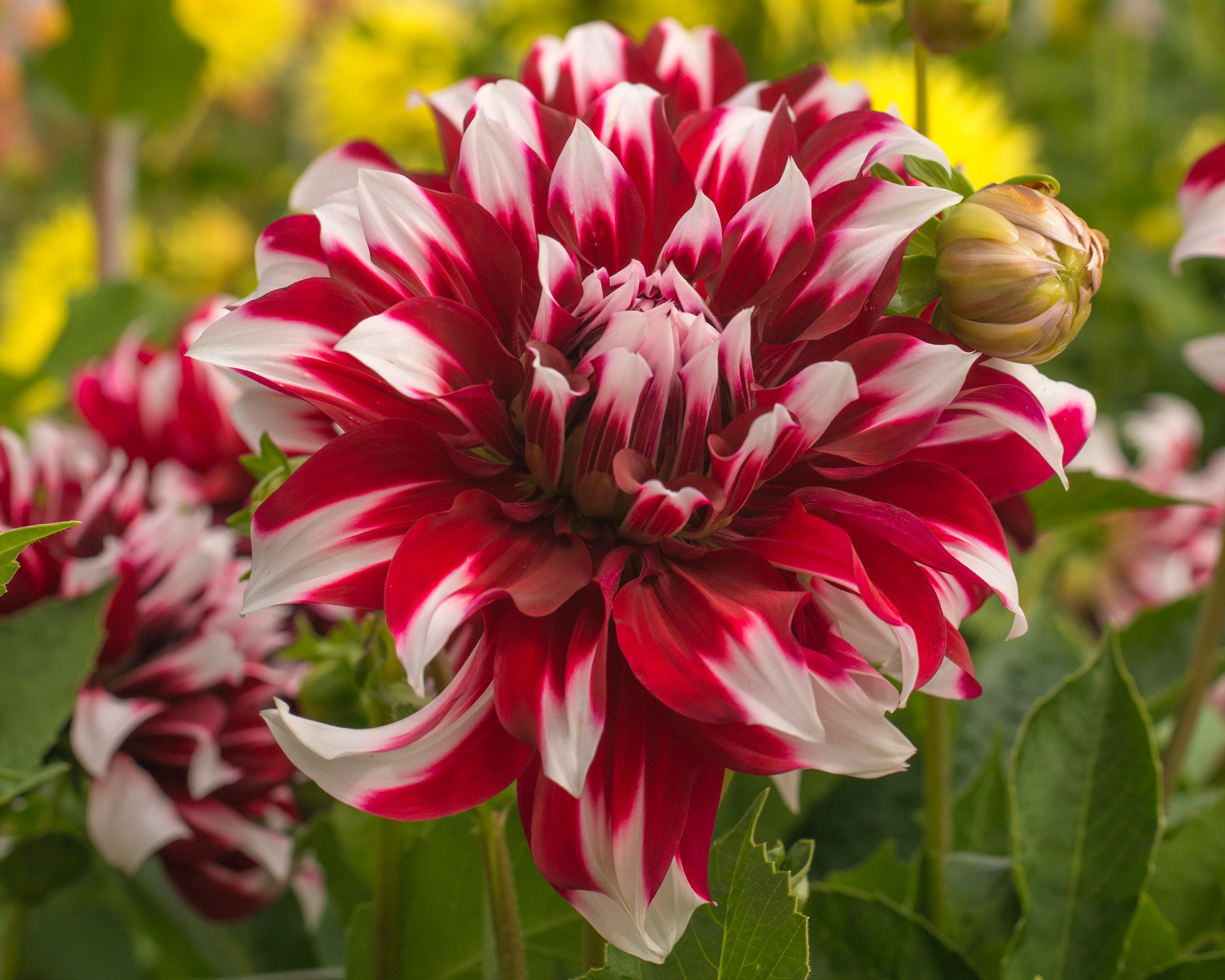 Dahlia 'X Factor' - Image 2