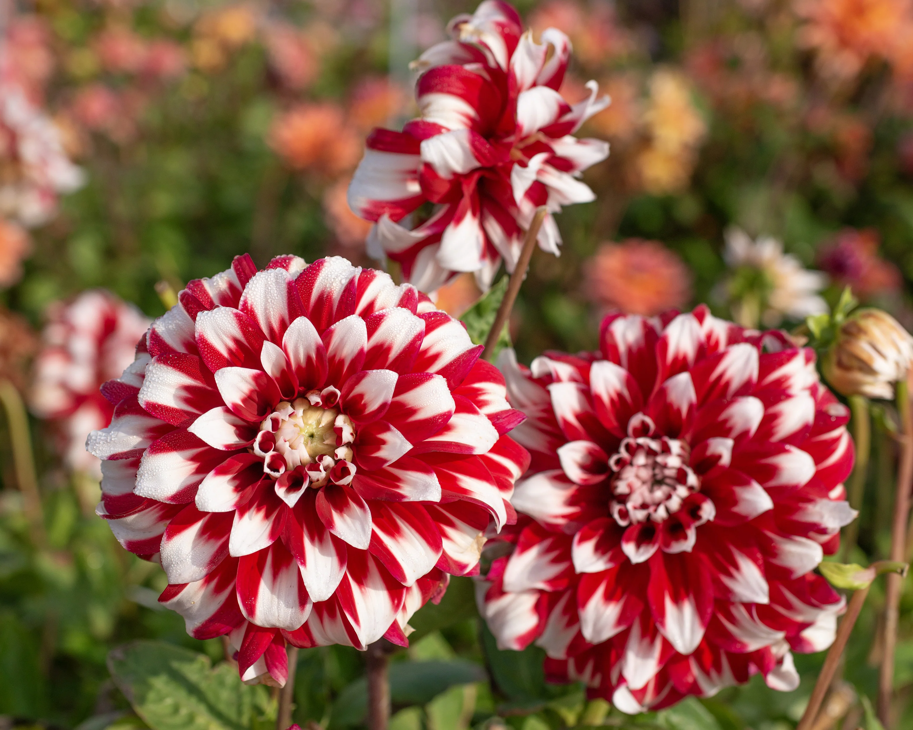 Dahlia 'X Factor' - Image 4