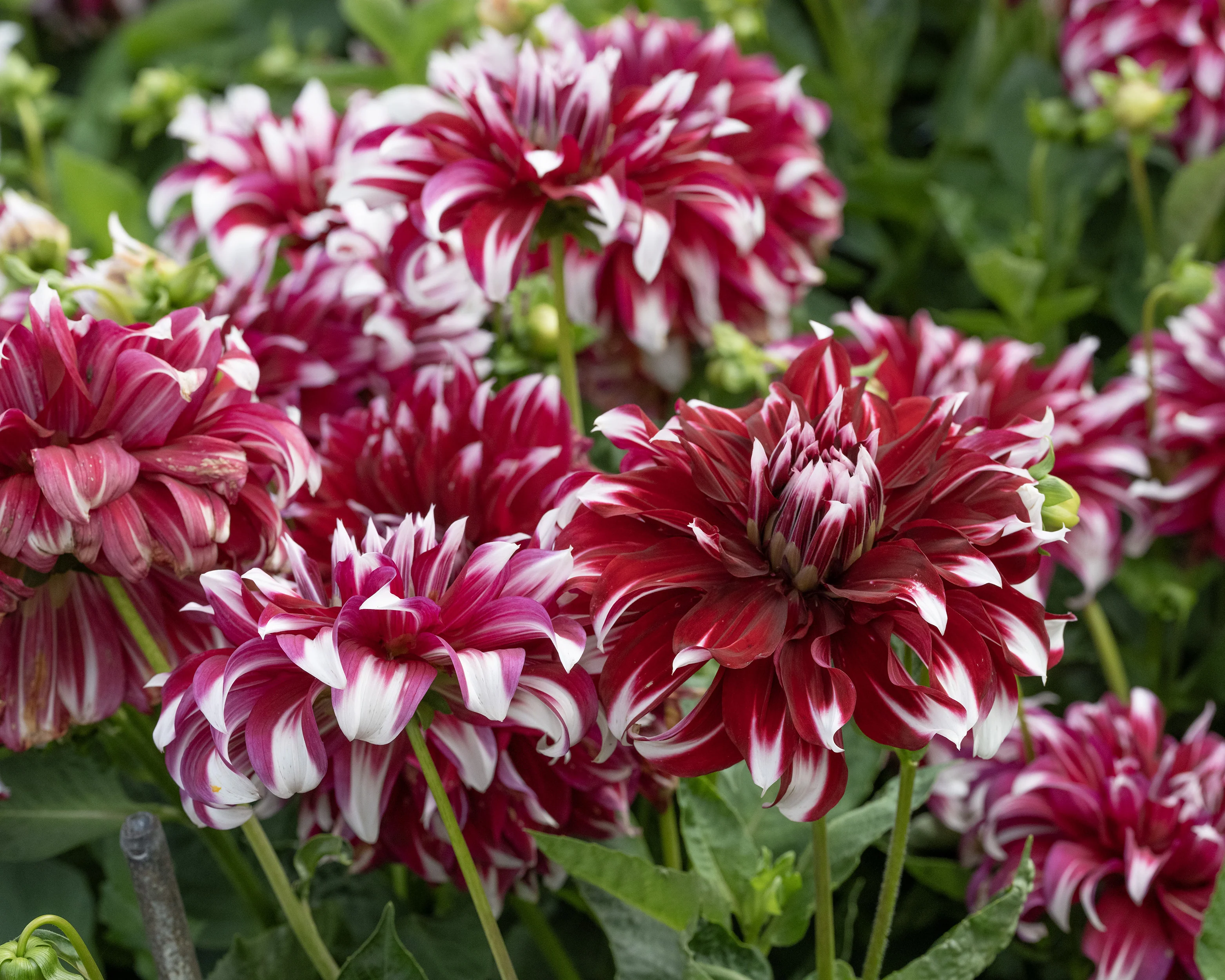 Dahlia 'X Factor' - Image 6