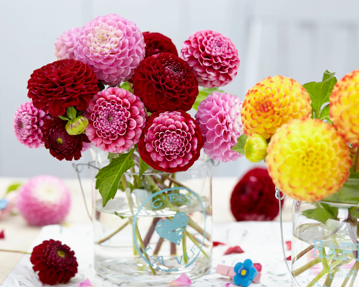 Dahlia 'Zippity Do Da' - Image 2