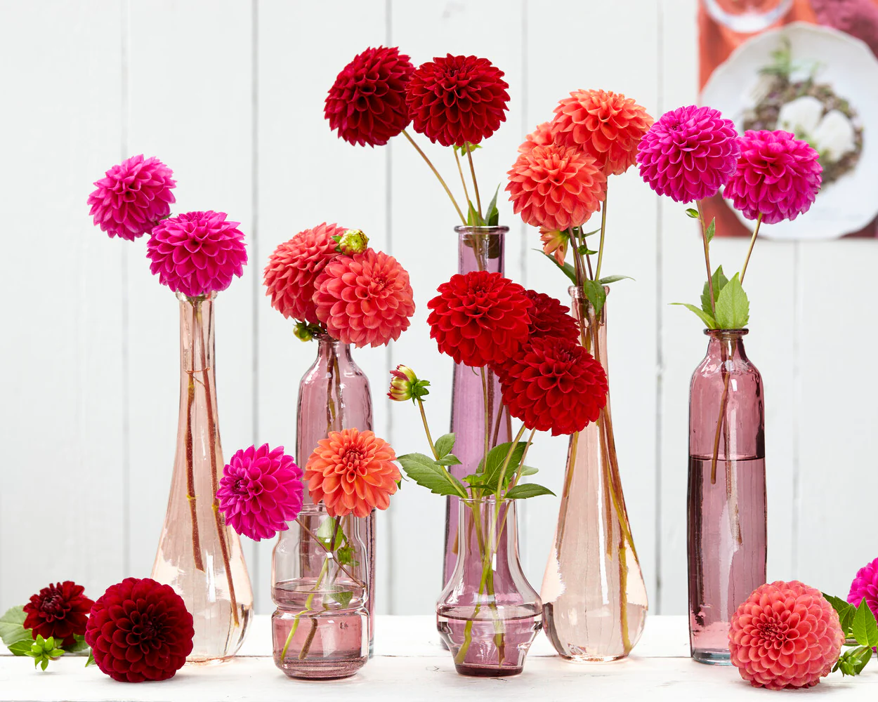 Dahlia 'Zundert Mystery Fox' - Image 12