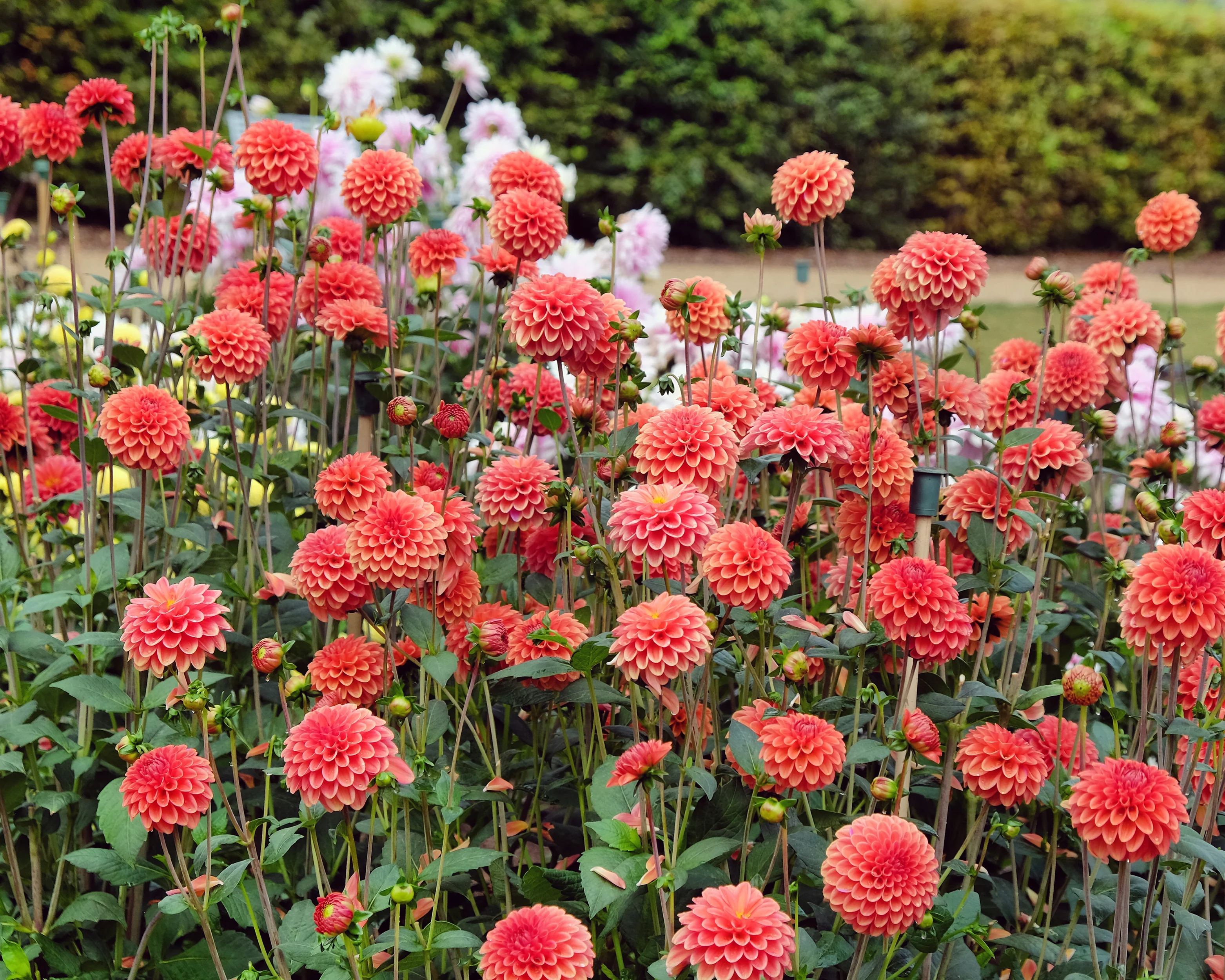 Dahlia 'Zundert Mystery Fox' - Image 3