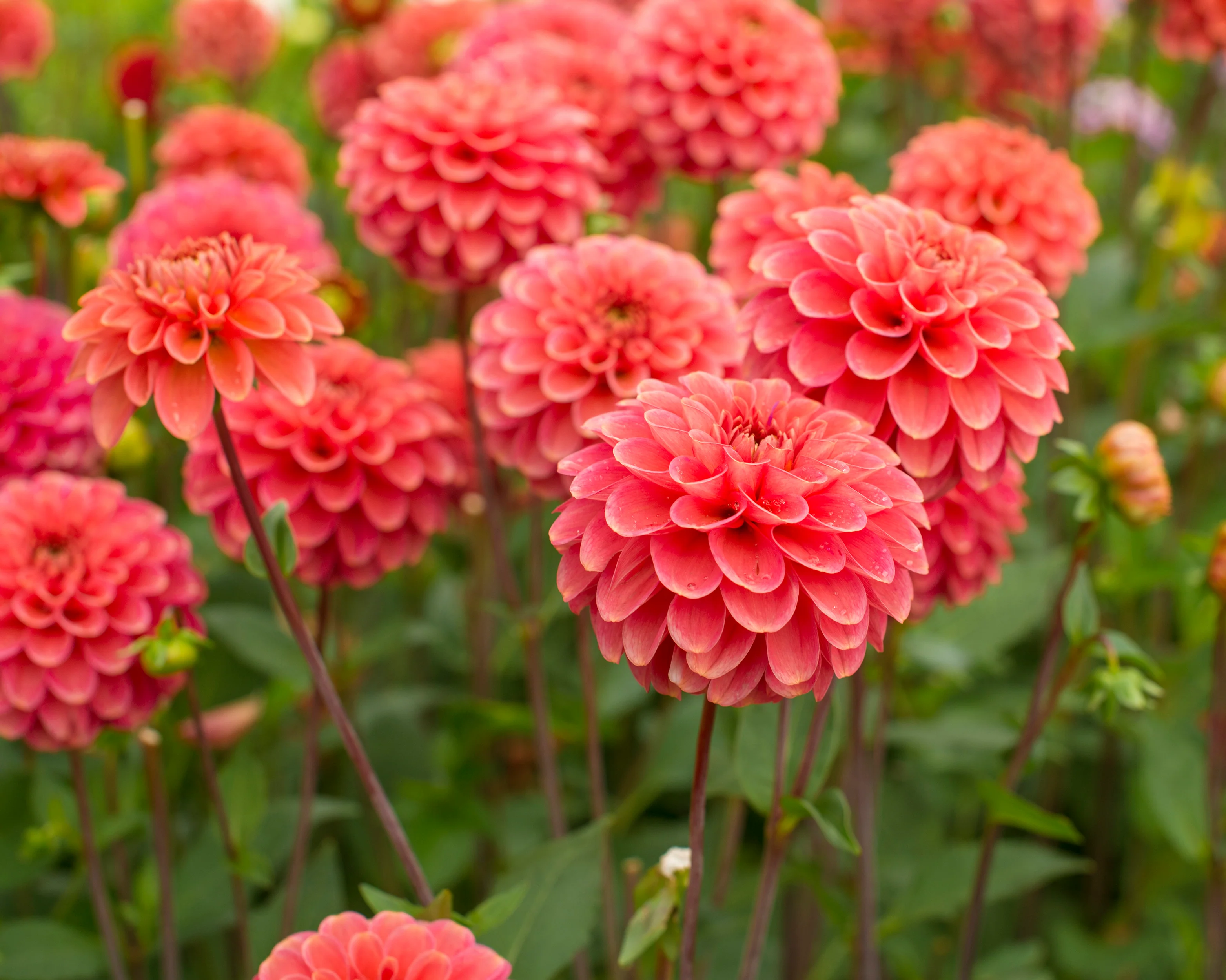 Dahlia 'Zundert Mystery Fox' - Image 4