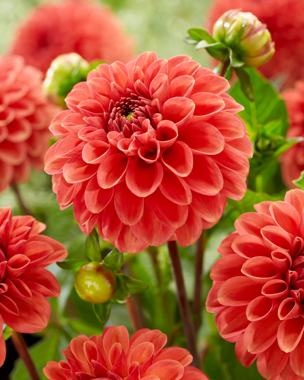 Dahlia 'Zundert Mystery Fox' - Image 5