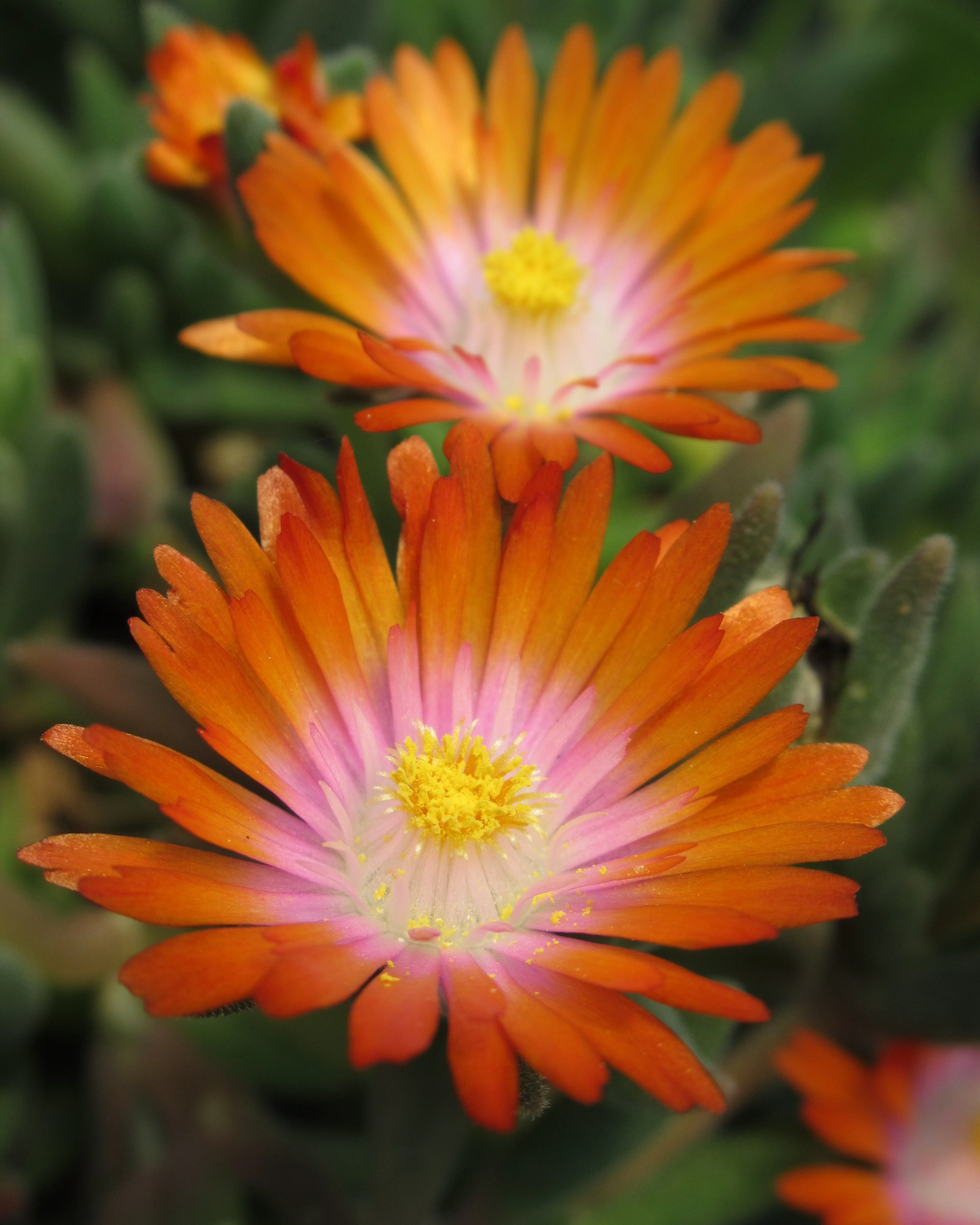 Delosperma 'Ice Cream Orange' - Image 4