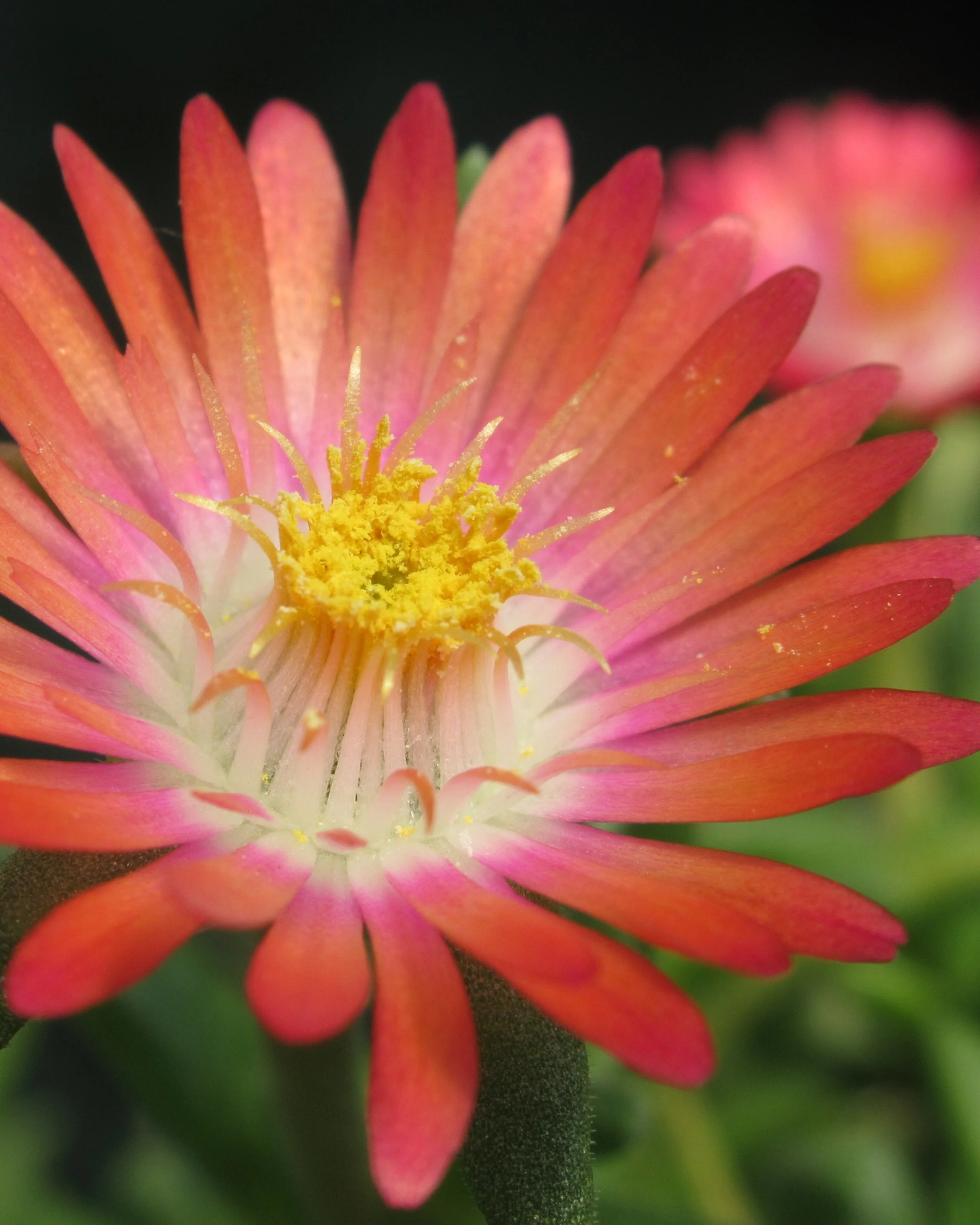 Delosperma 'Ice Cream Salmon' - Image 4