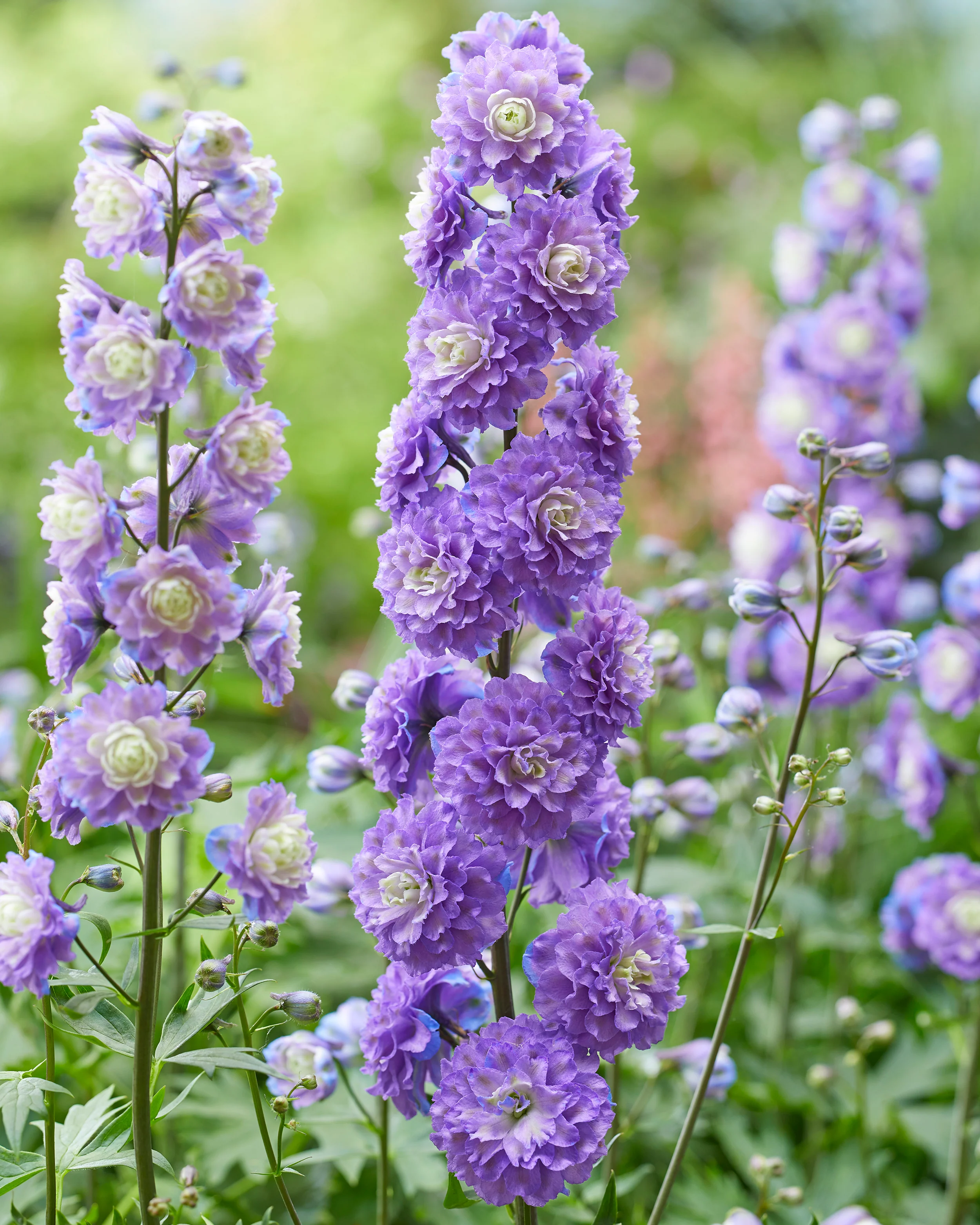 Delphinium 'Bolero' - Image 3