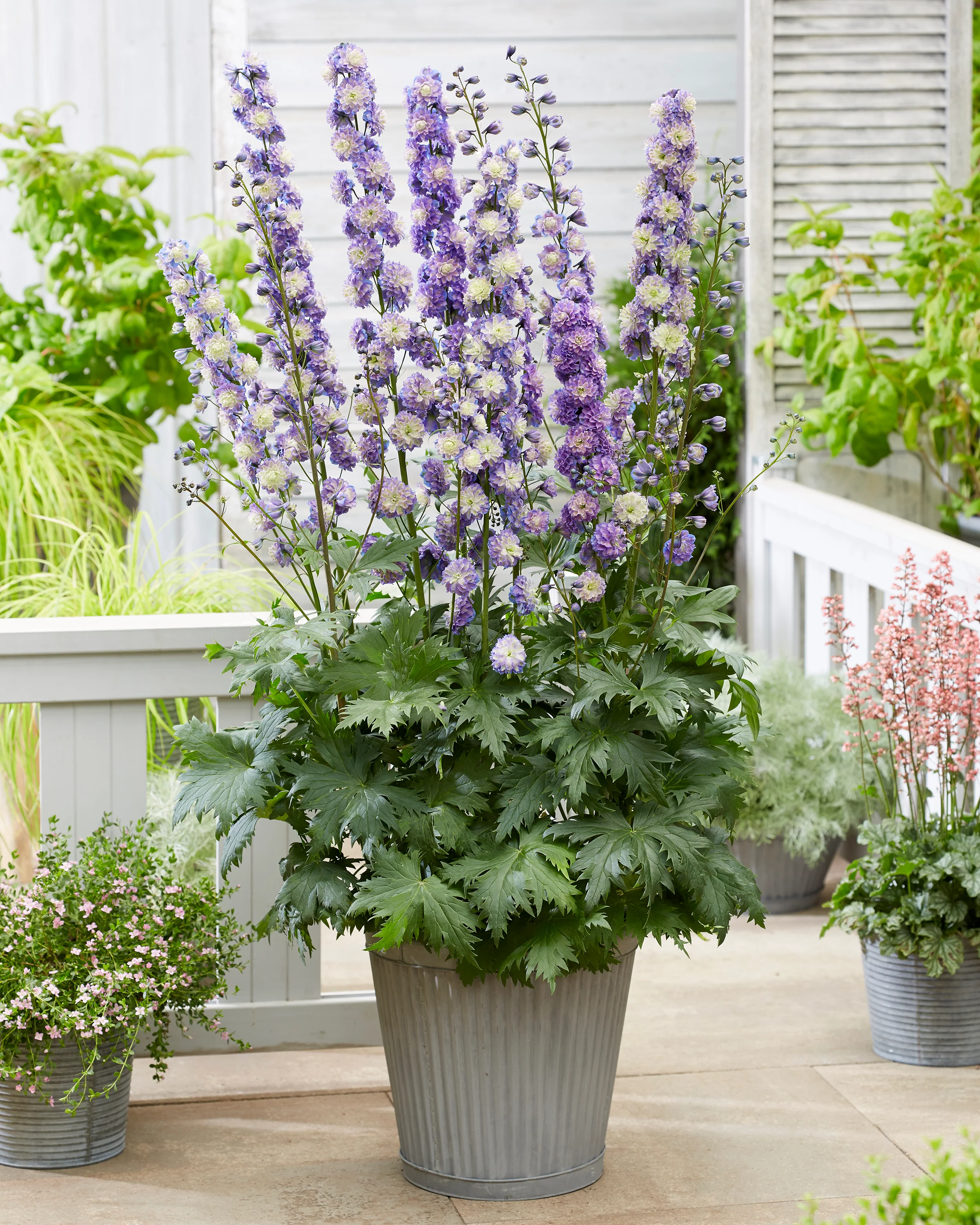 Delphinium 'Bolero' - Image 4
