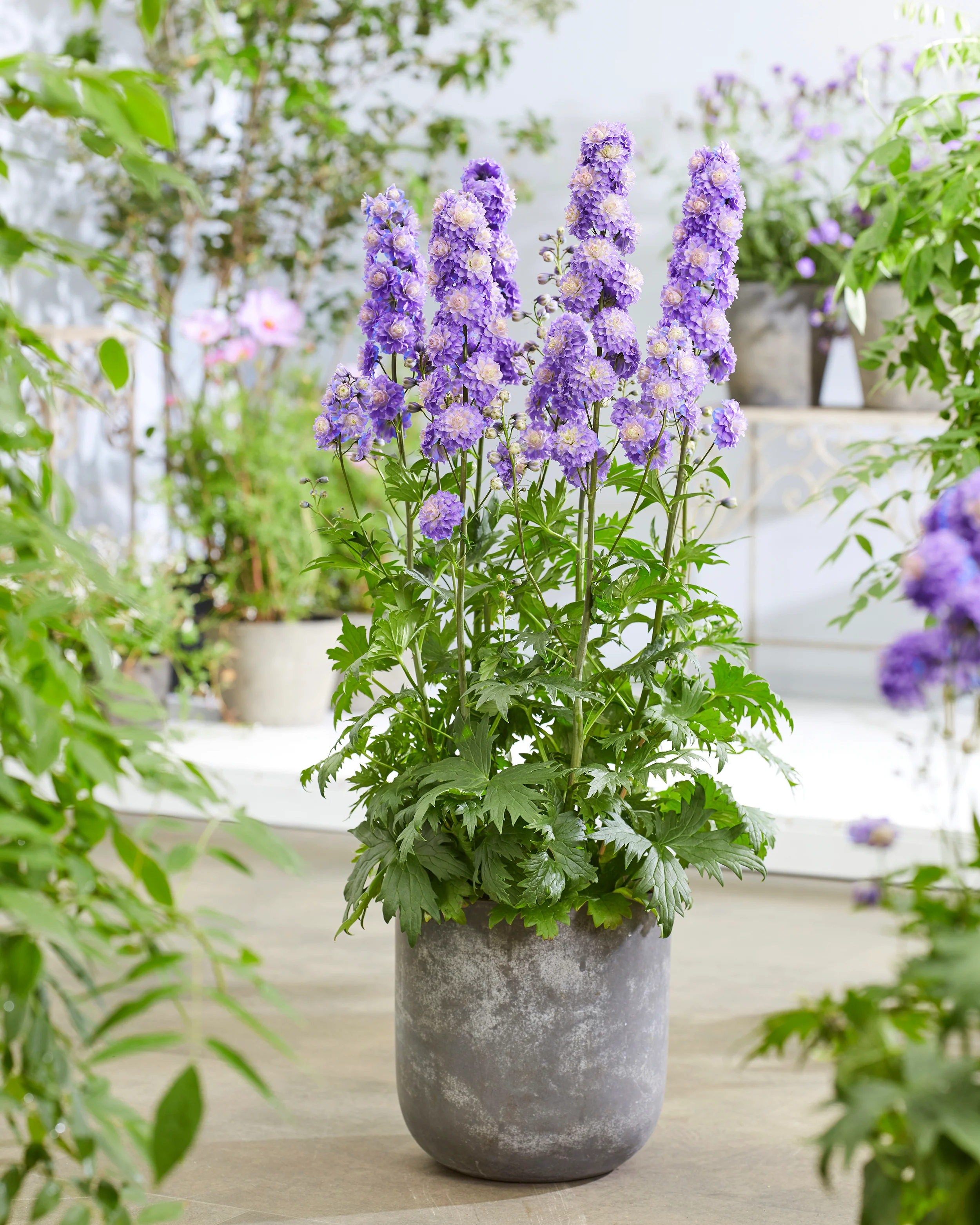 Delphinium 'Bolero' - Image 6