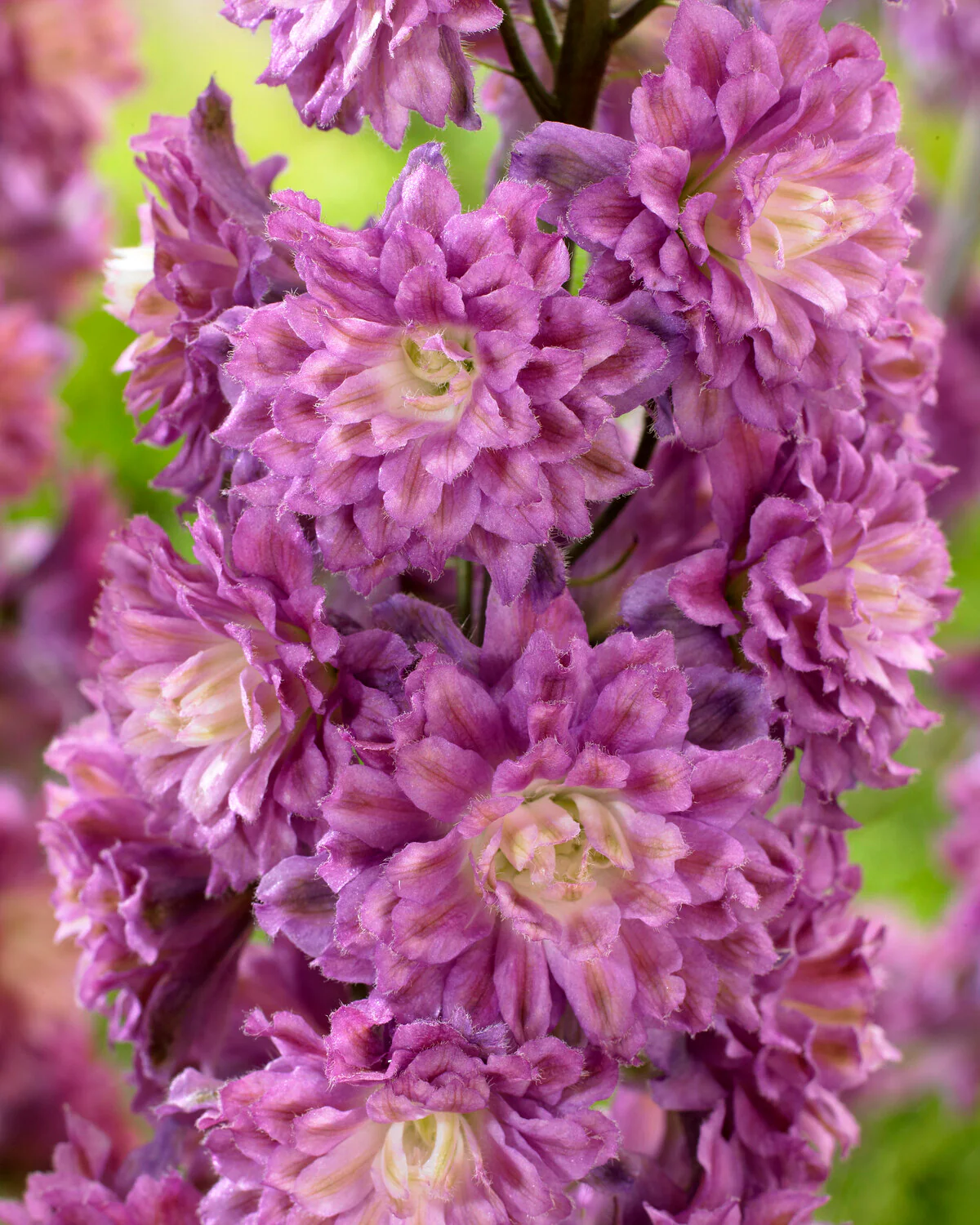 Delphinium 'Flamenco' - Image 3