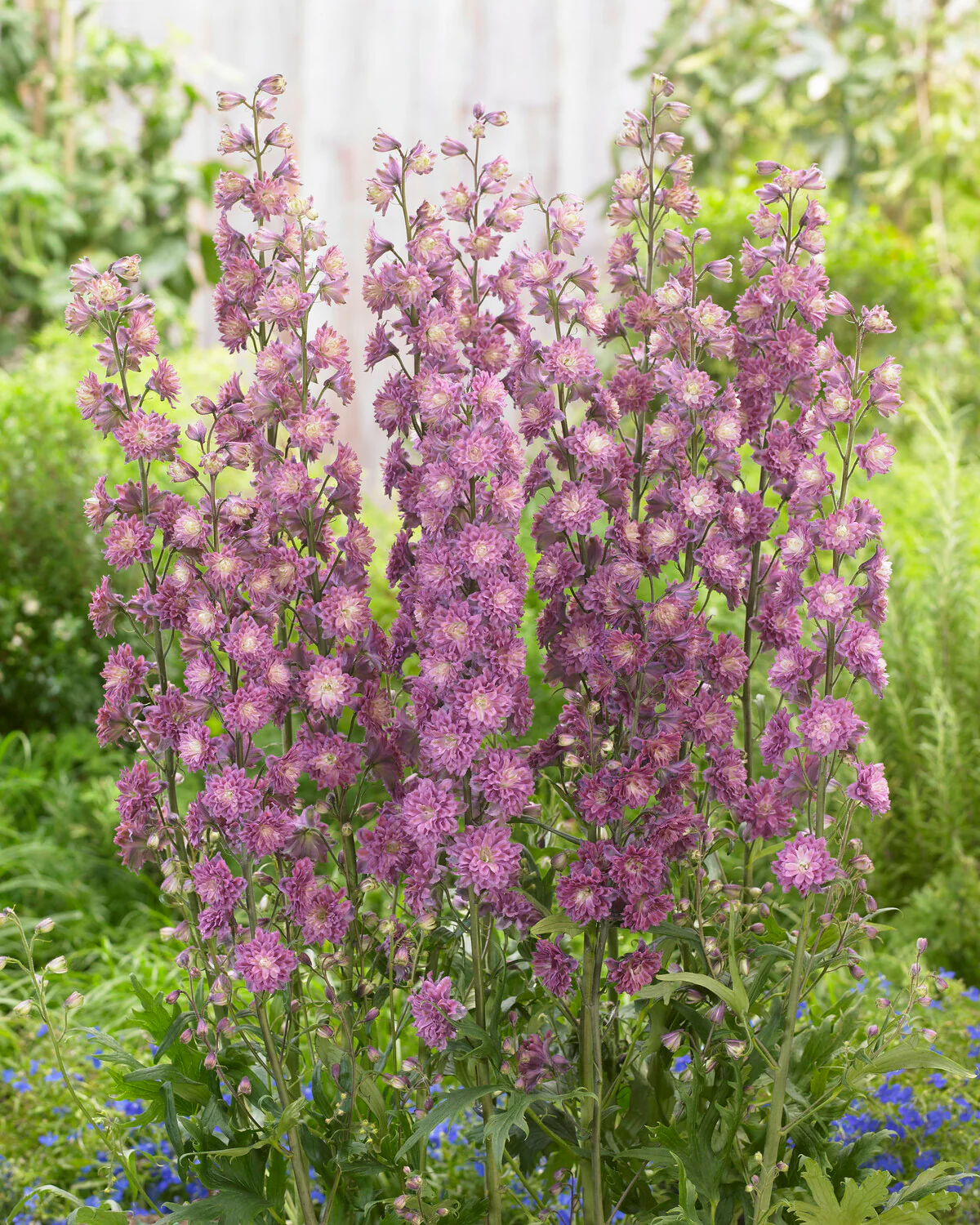 Delphinium 'Flamenco' - Image 5