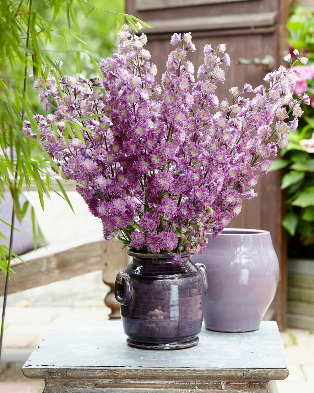 Delphinium 'Flamenco' - Image 6