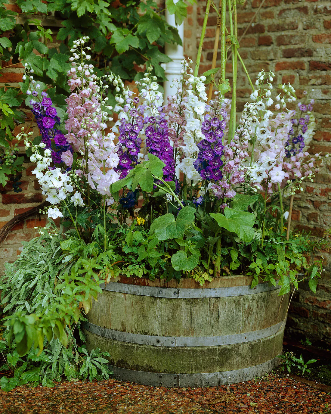 Delphinium 'Magic Fountains Mix' - Image 4