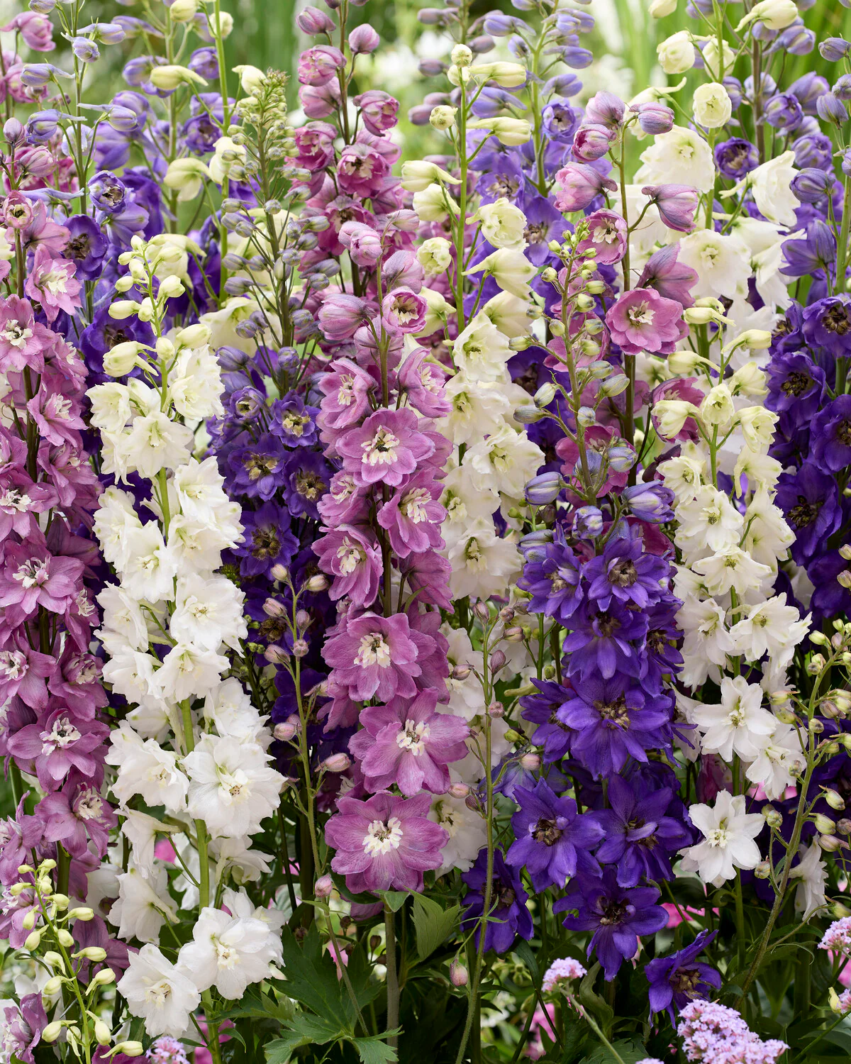 Delphinium 'Magic Fountains Mix' - Image 5