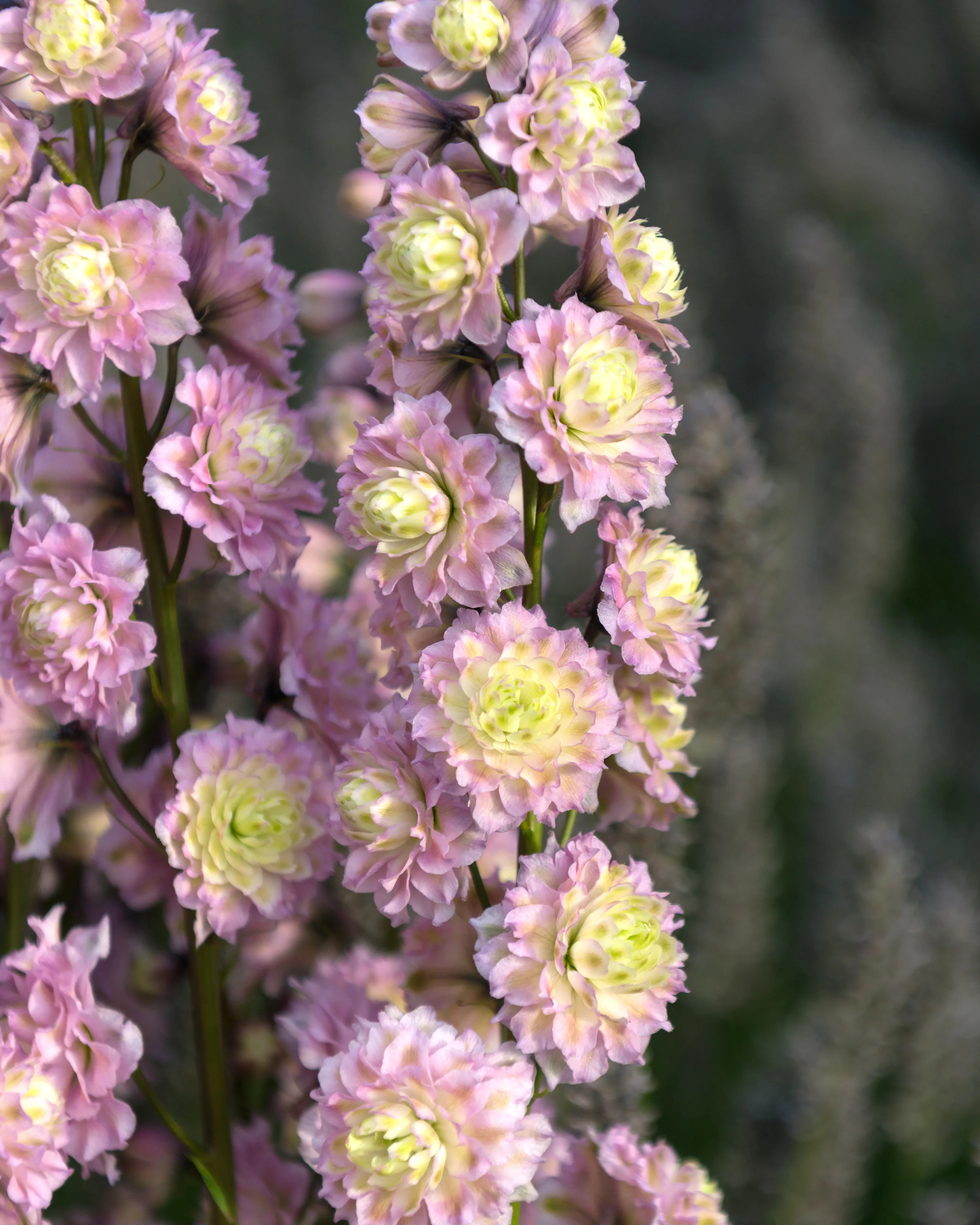 Delphinium 'Mystery Sensation' - Image 3