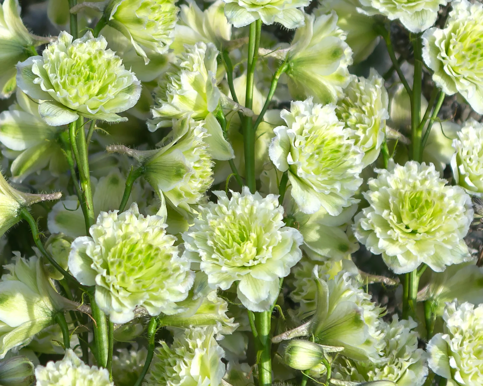 Delphinium 'Polar Sensation' - Image 3