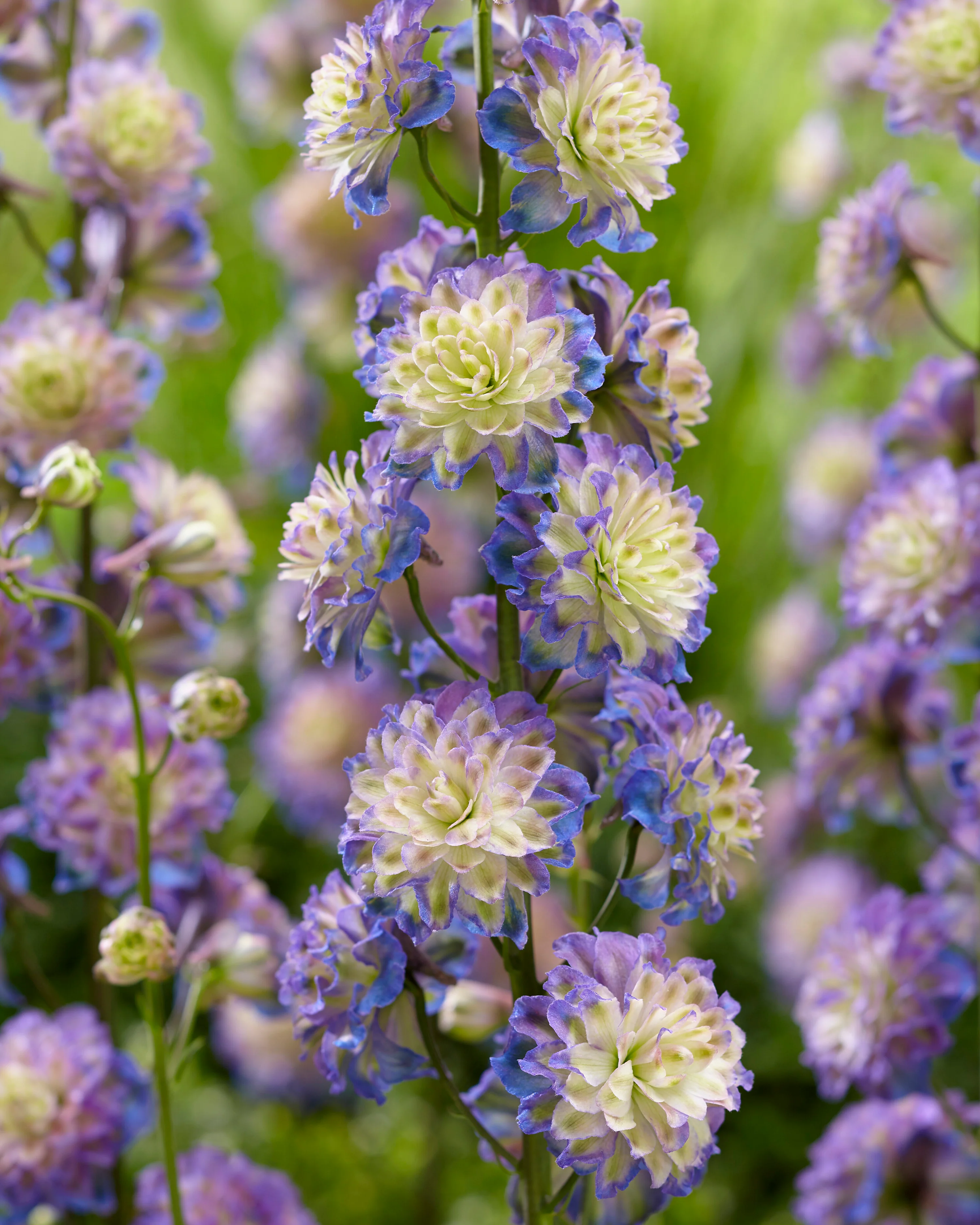 Delphinium 'Purple Surprise' - Image 3