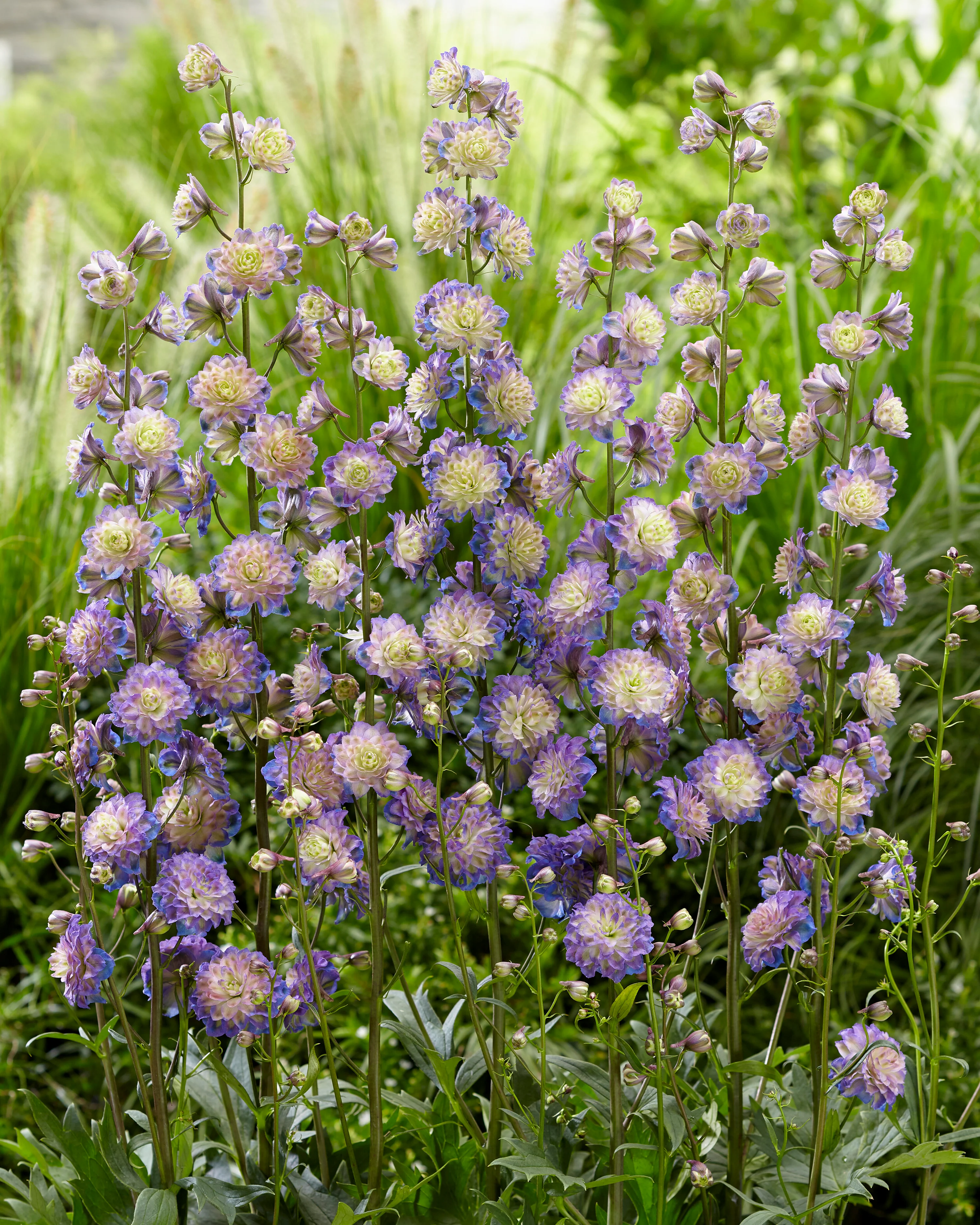 Delphinium 'Purple Surprise' - Image 6
