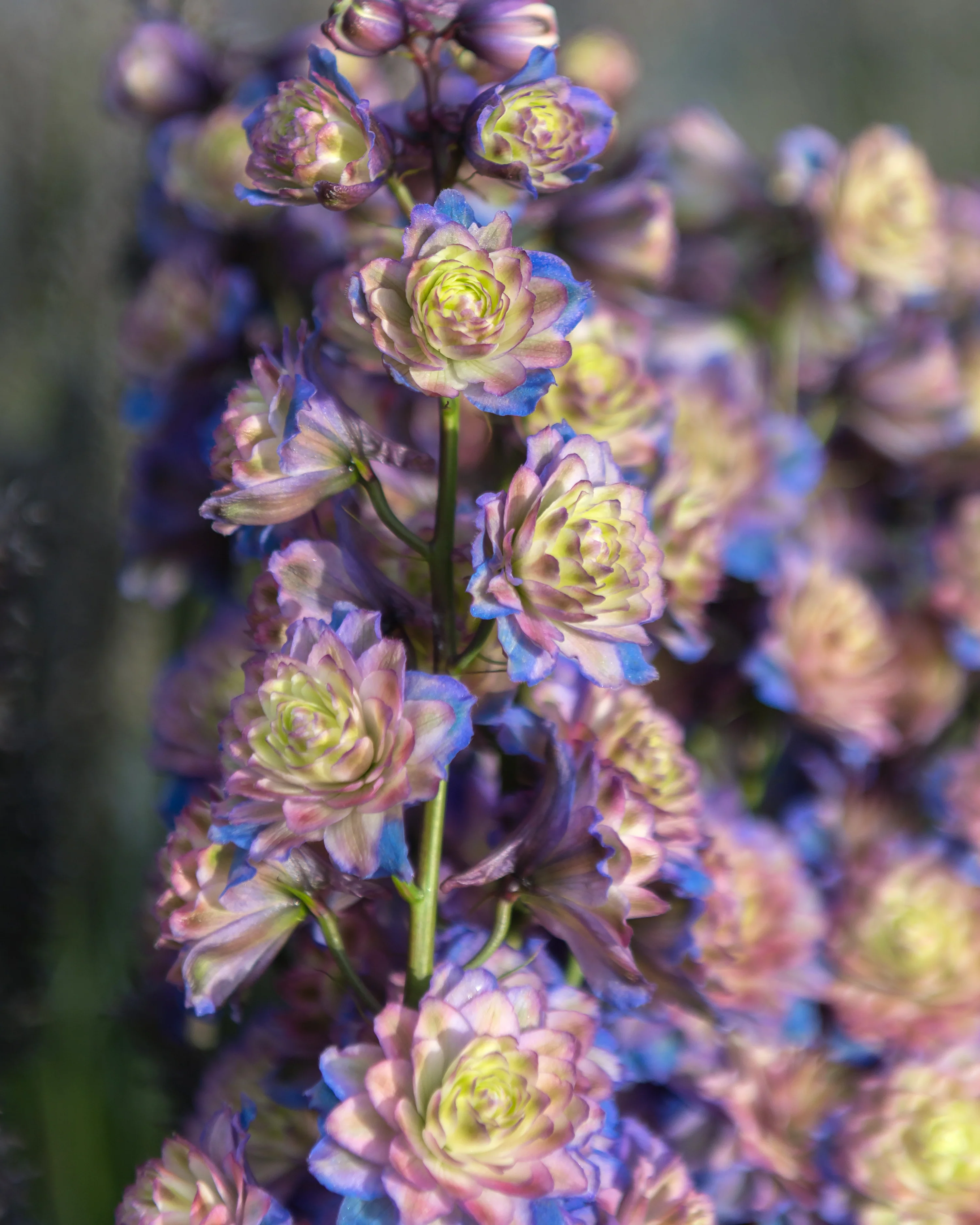 Delphinium 'Purple Surprise' - Image 7