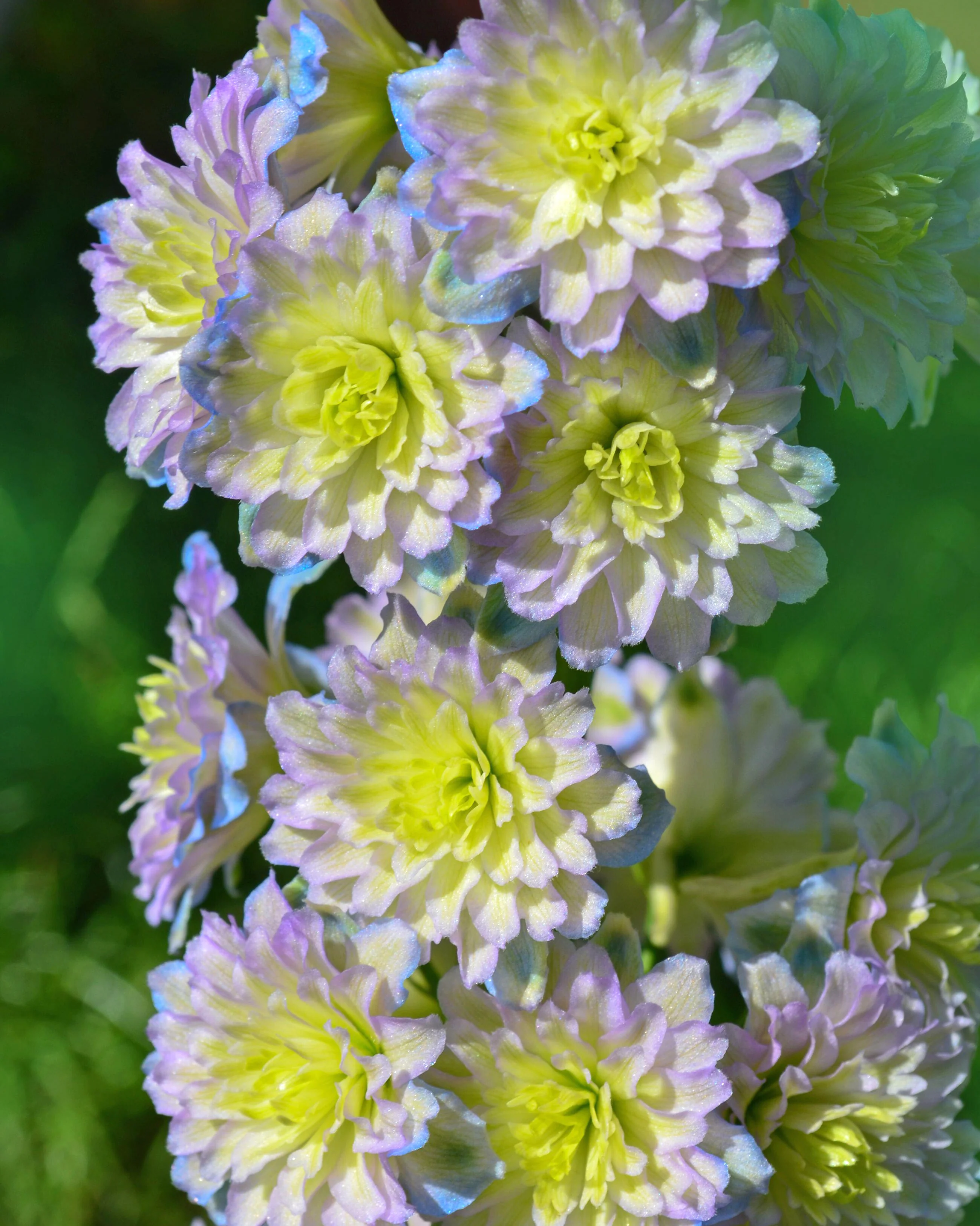 Delphinium 'Rainbow Sensation' - Image 3