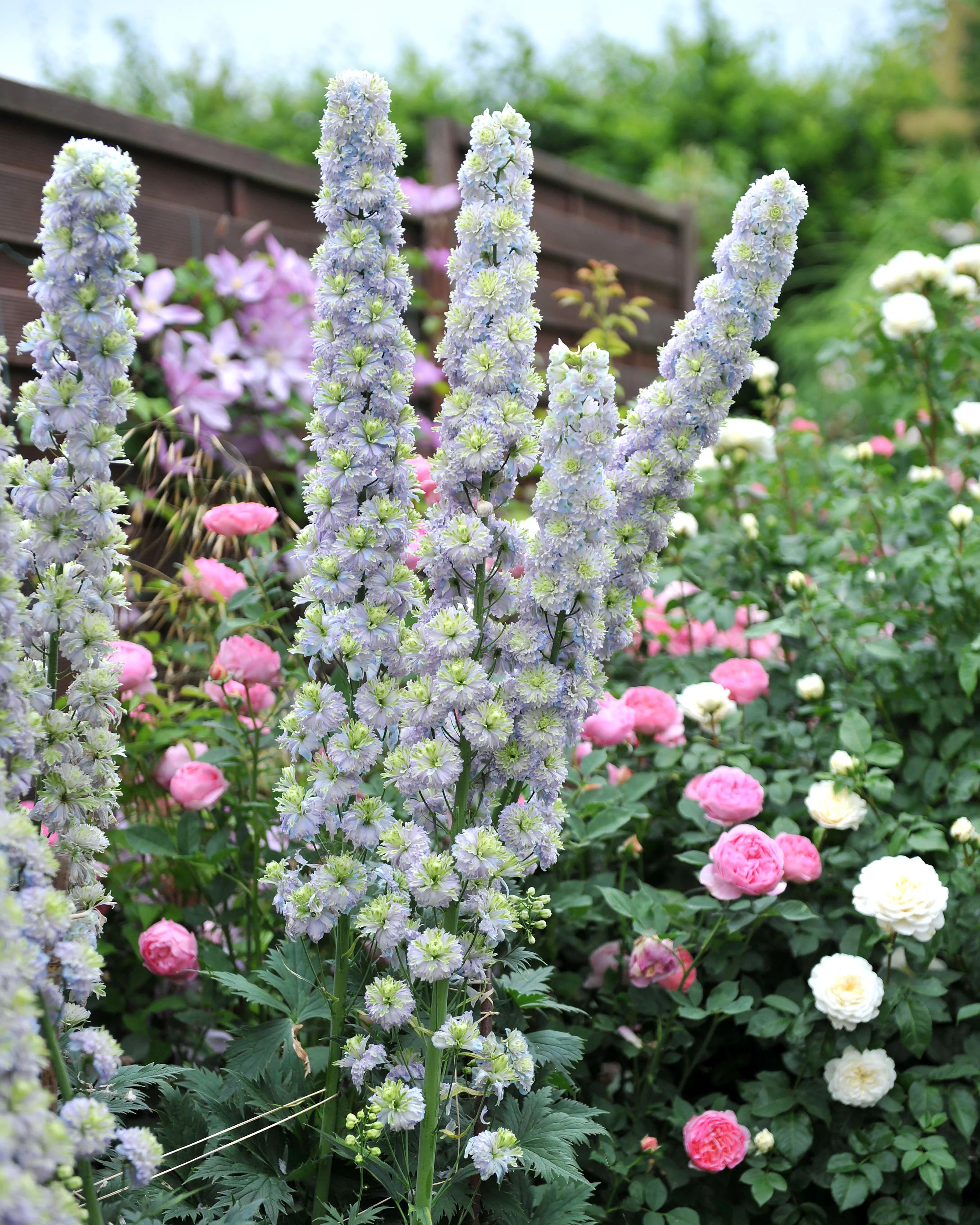 Delphinium 'Rainbow Sensation' - Image 4