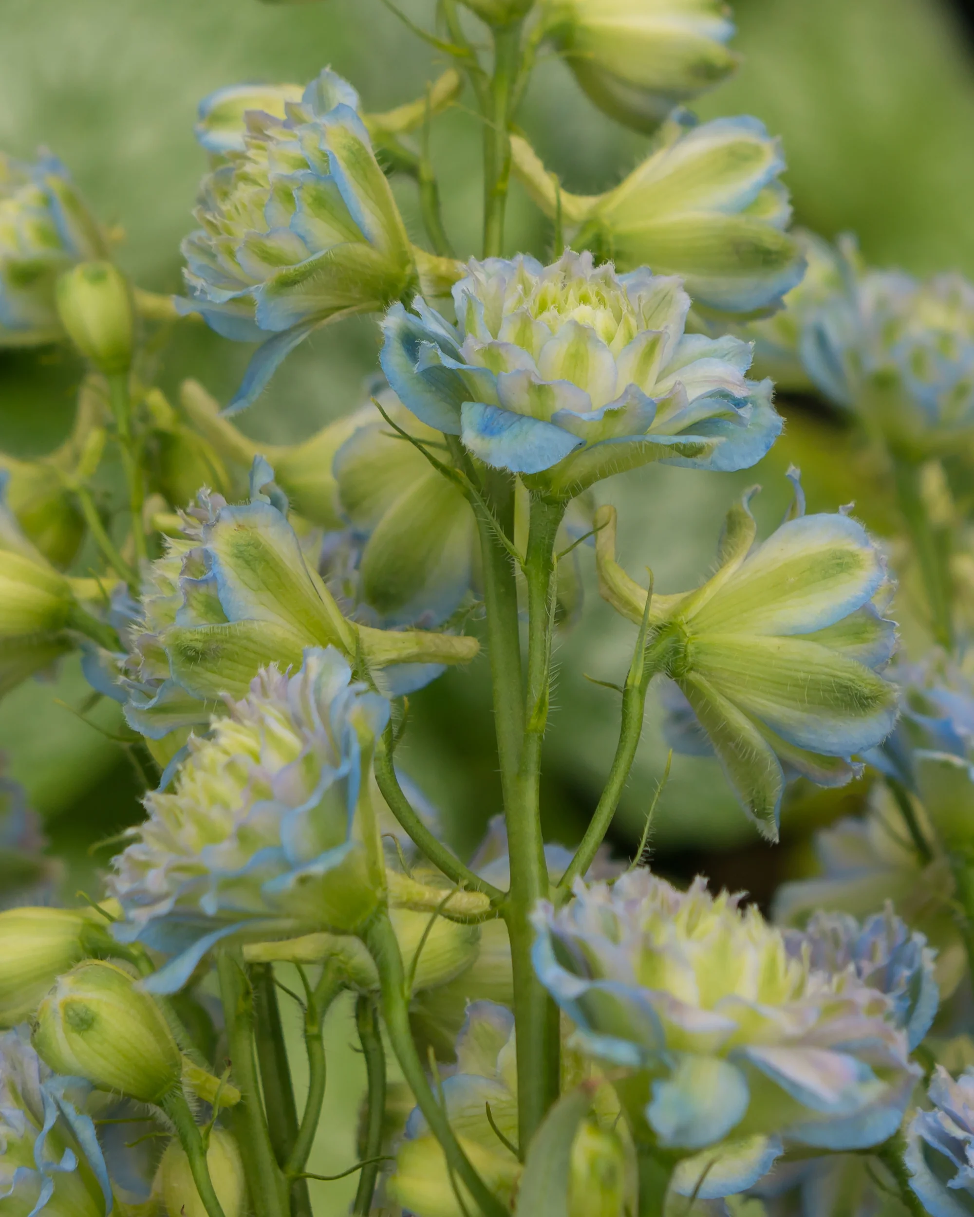 Delphinium 'Rainbow Sensation' - Image 6