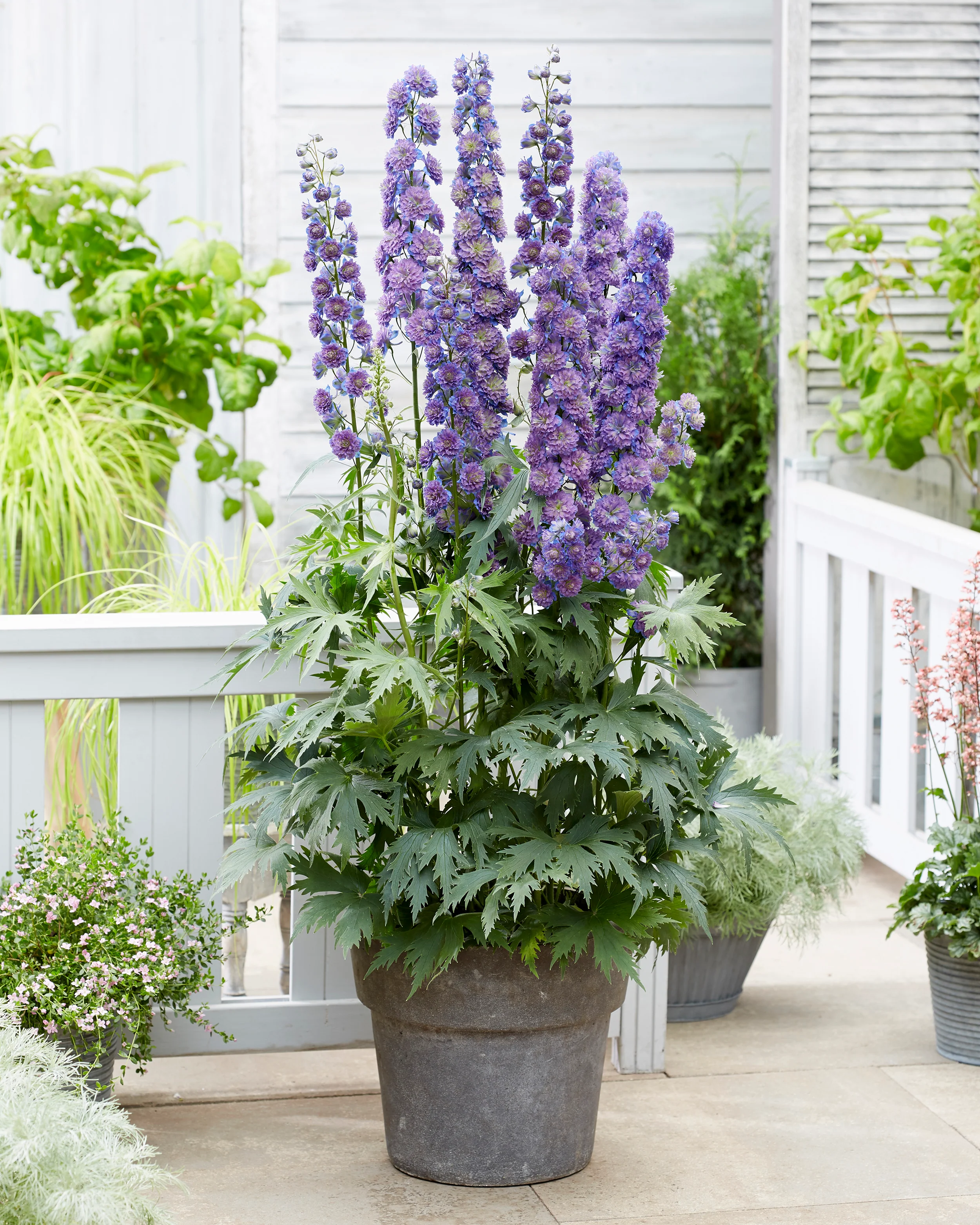 Delphinium 'Sweet Sensation' - Image 3