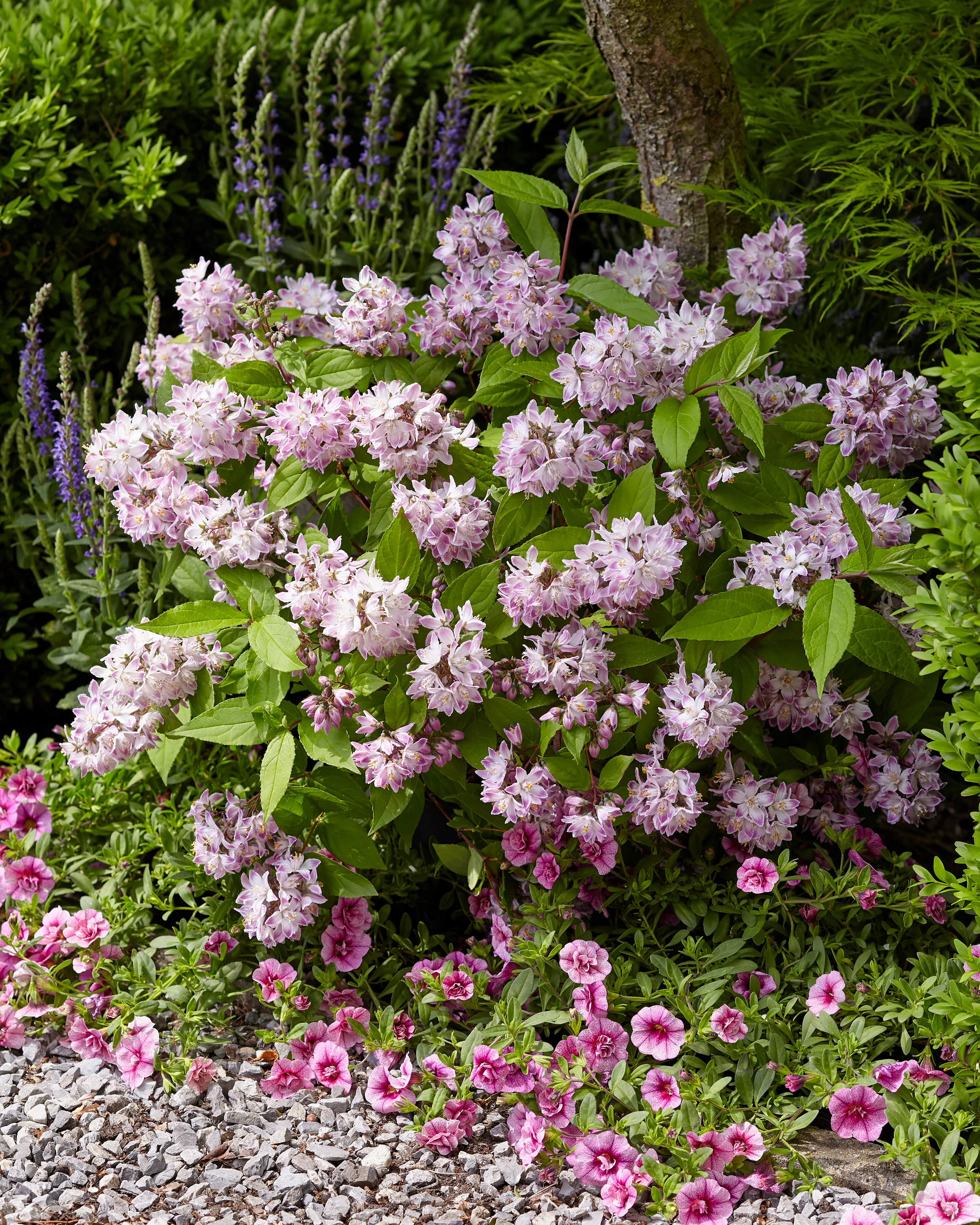 Deutzia 'Raspberry Sundae' - Image 11