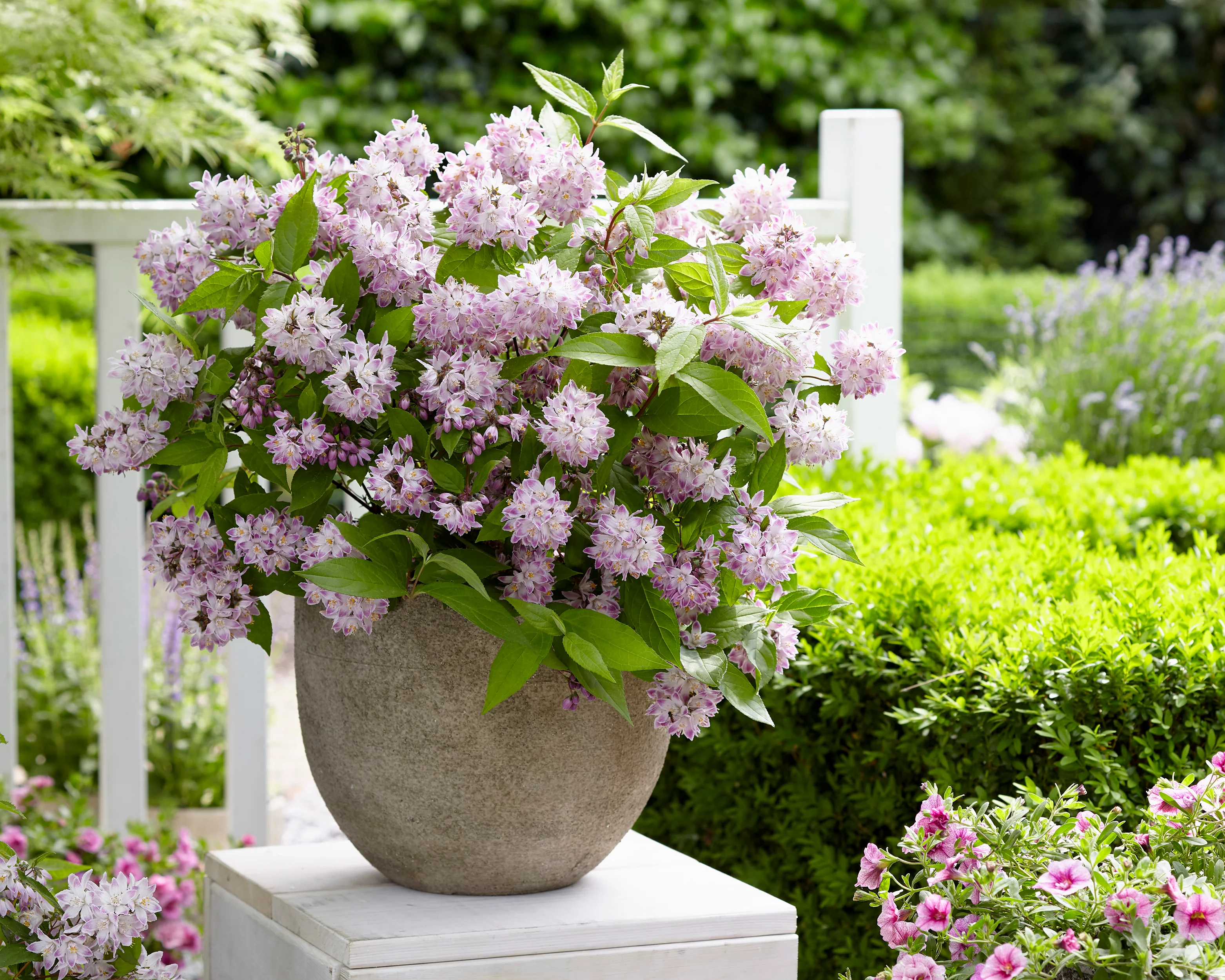 Deutzia 'Raspberry Sundae' - Image 12