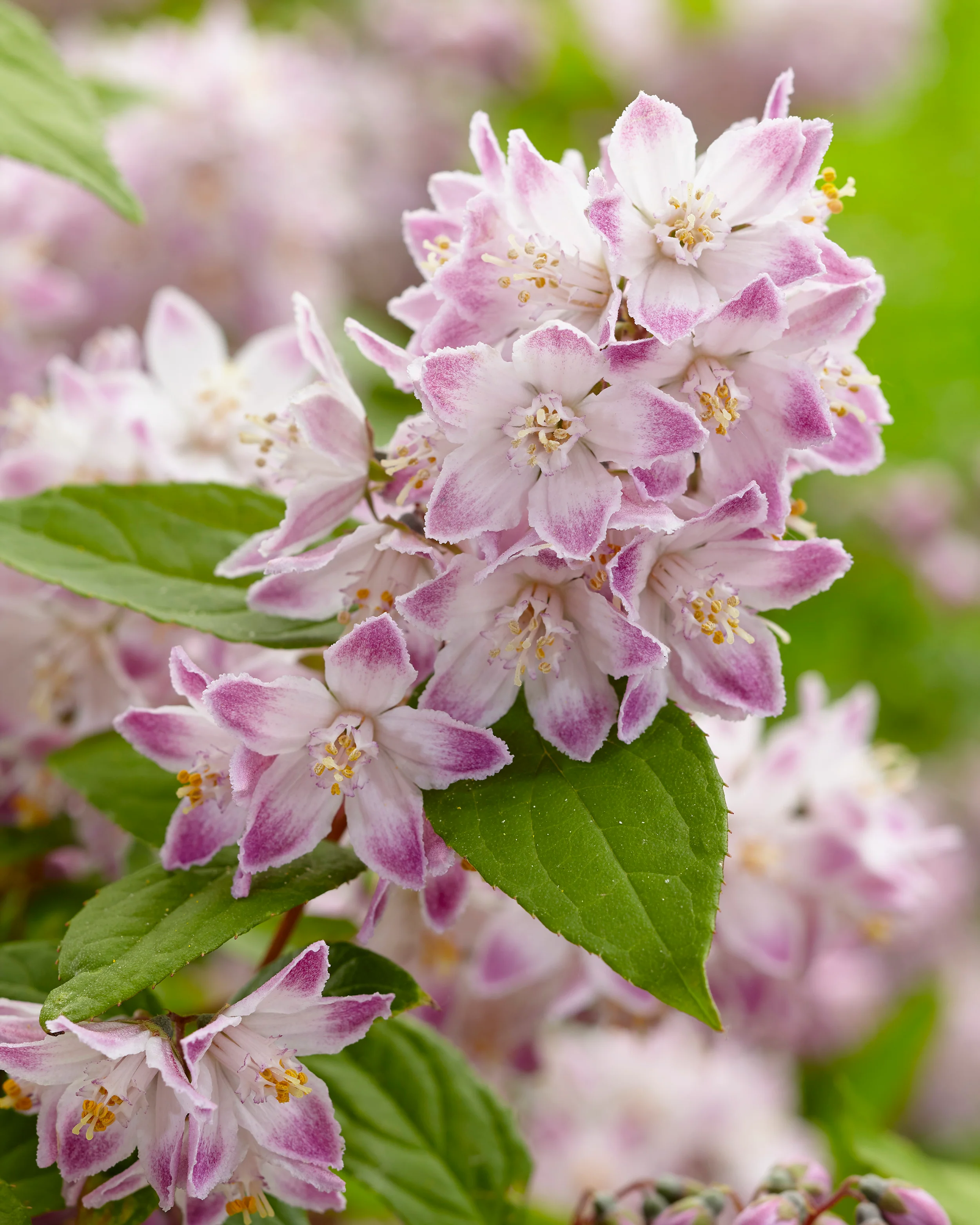 Deutzia 'Raspberry Sundae' - Image 2