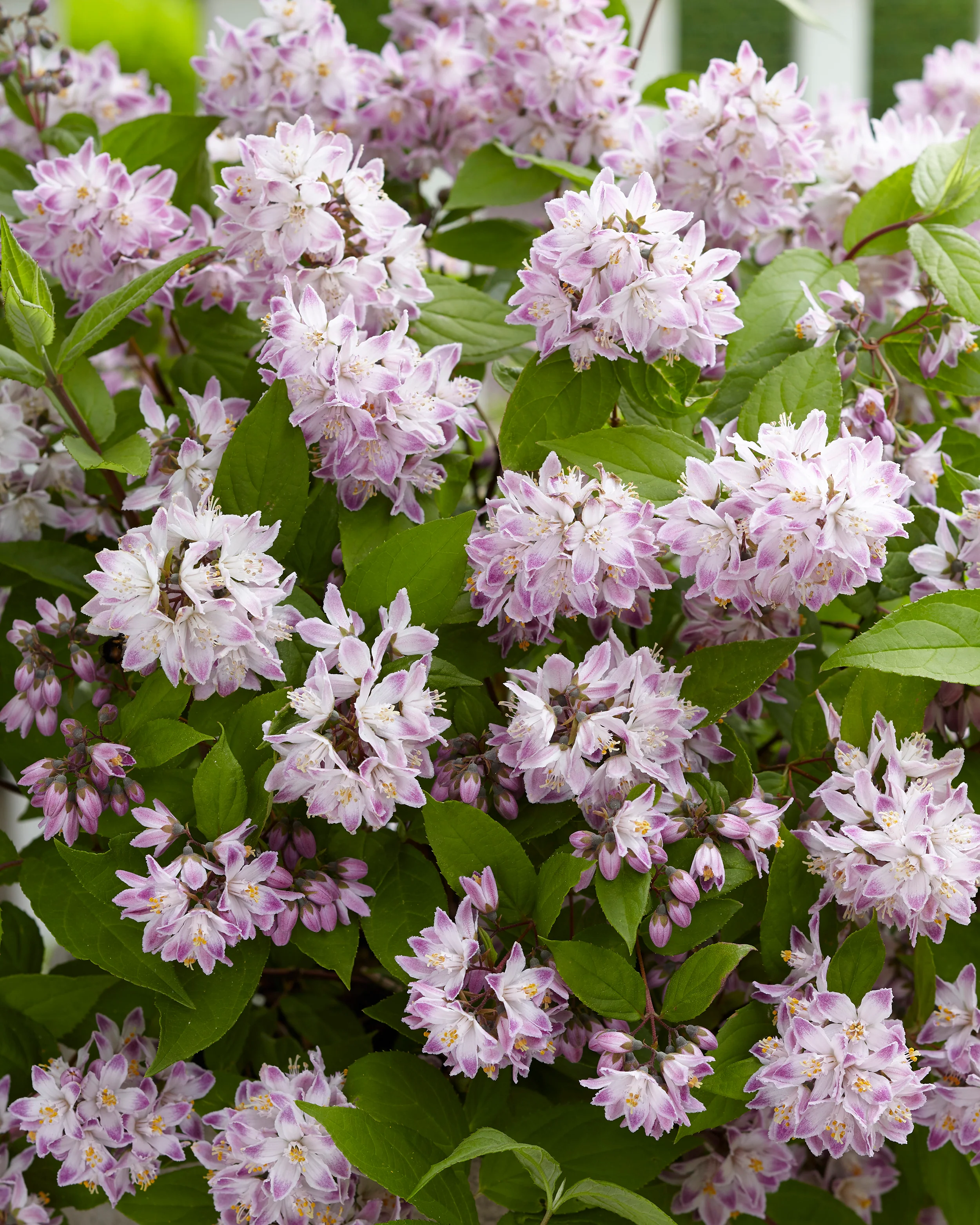 Deutzia 'Raspberry Sundae' - Image 3