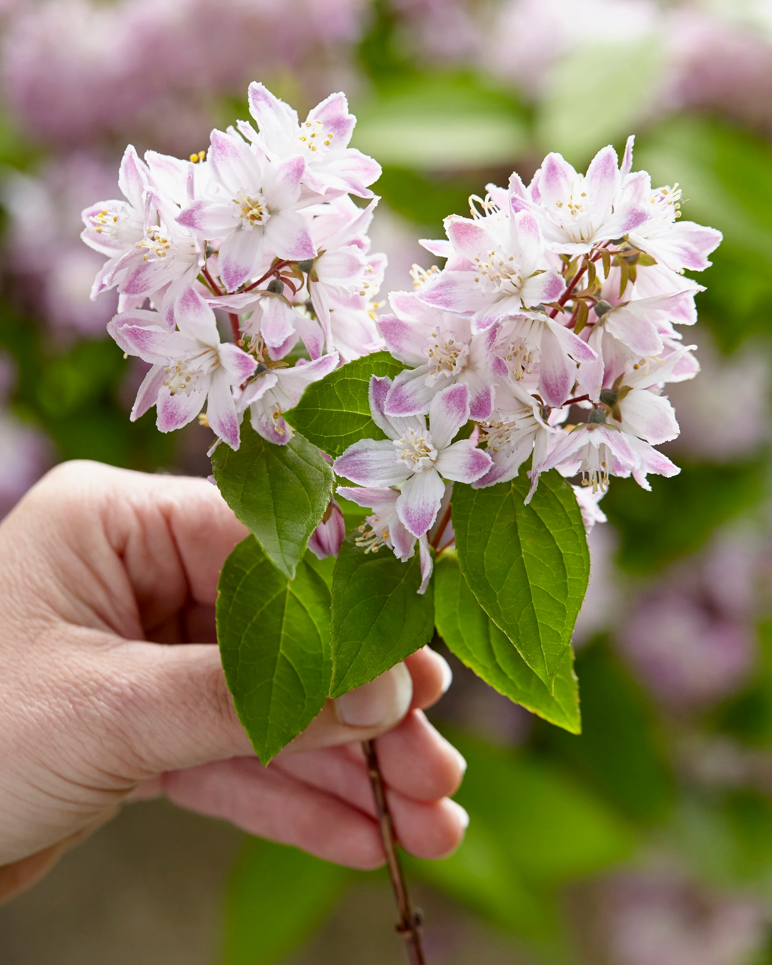 Deutzia 'Raspberry Sundae' - Image 4