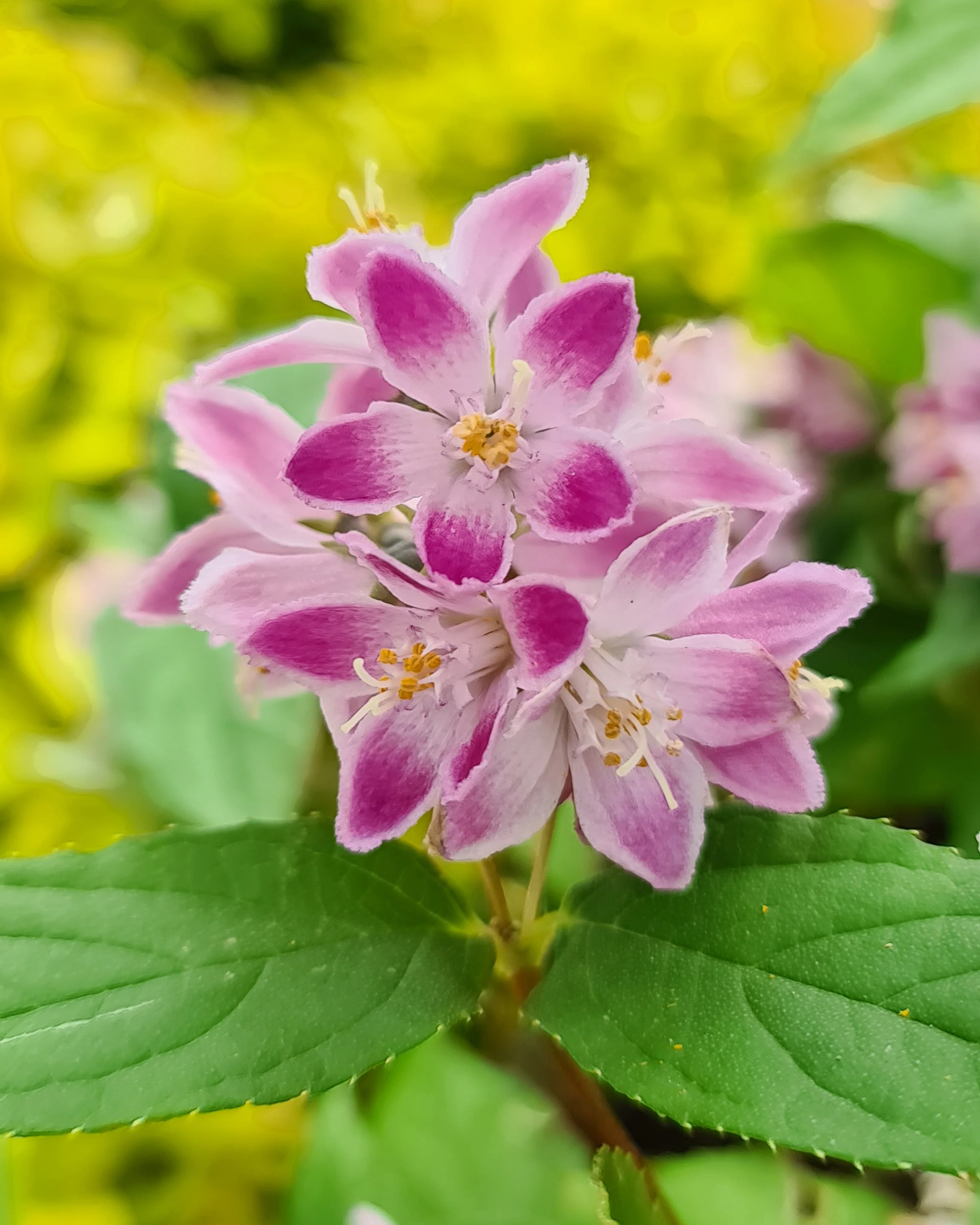 Deutzia 'Raspberry Sundae' - Image 6