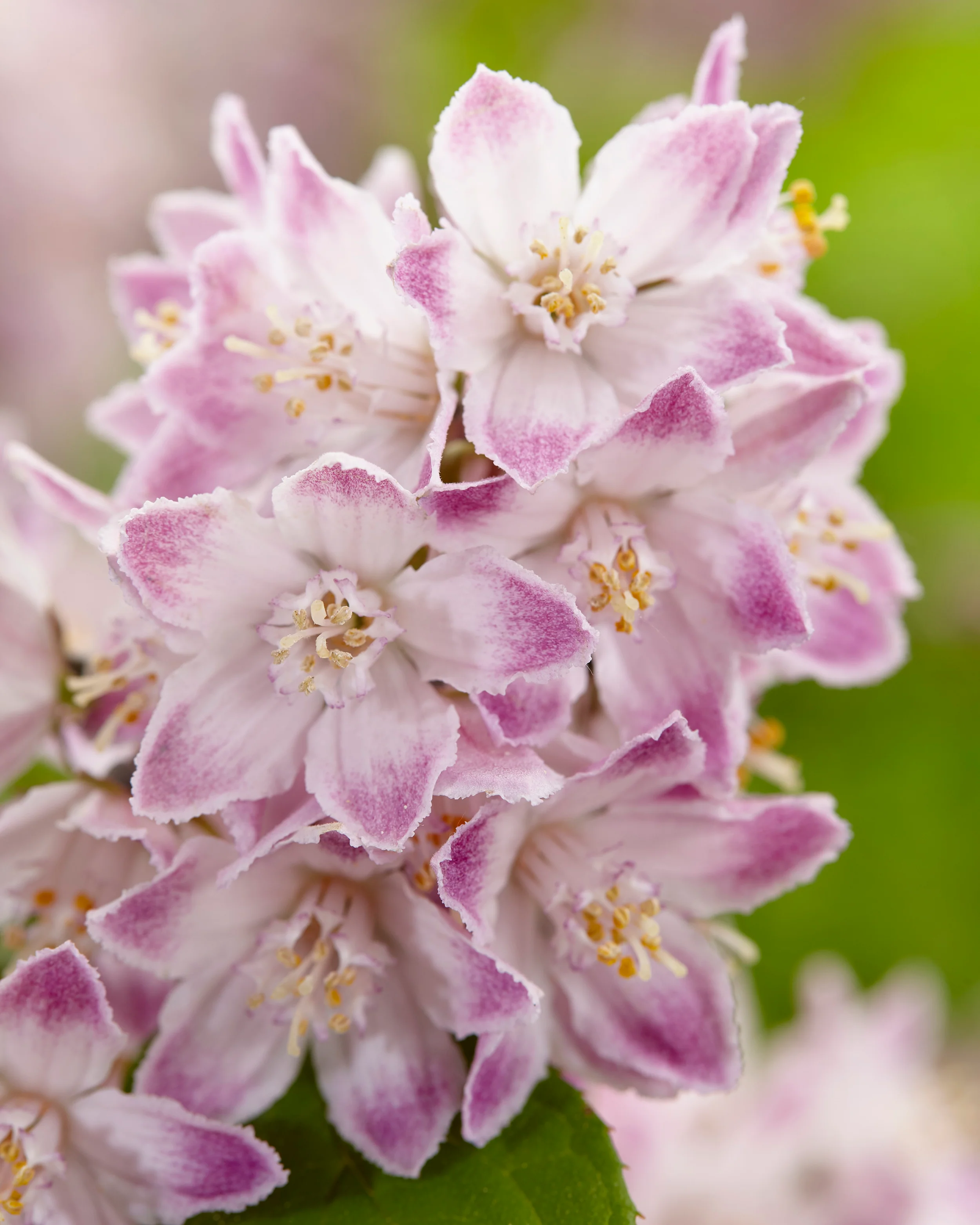 Deutzia 'Raspberry Sundae' - Image 8