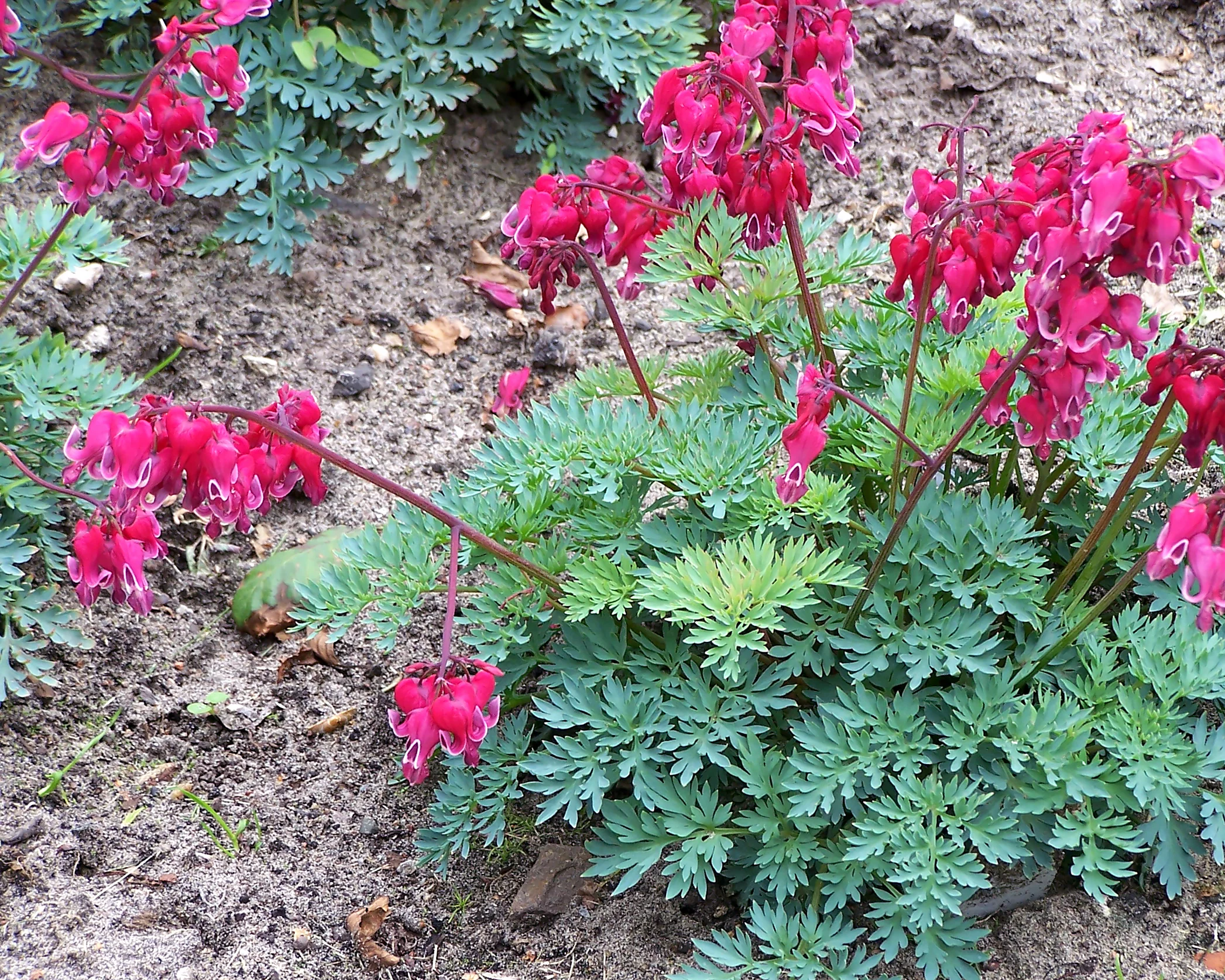 Dicentra 'Burning Hearts' - Image 7