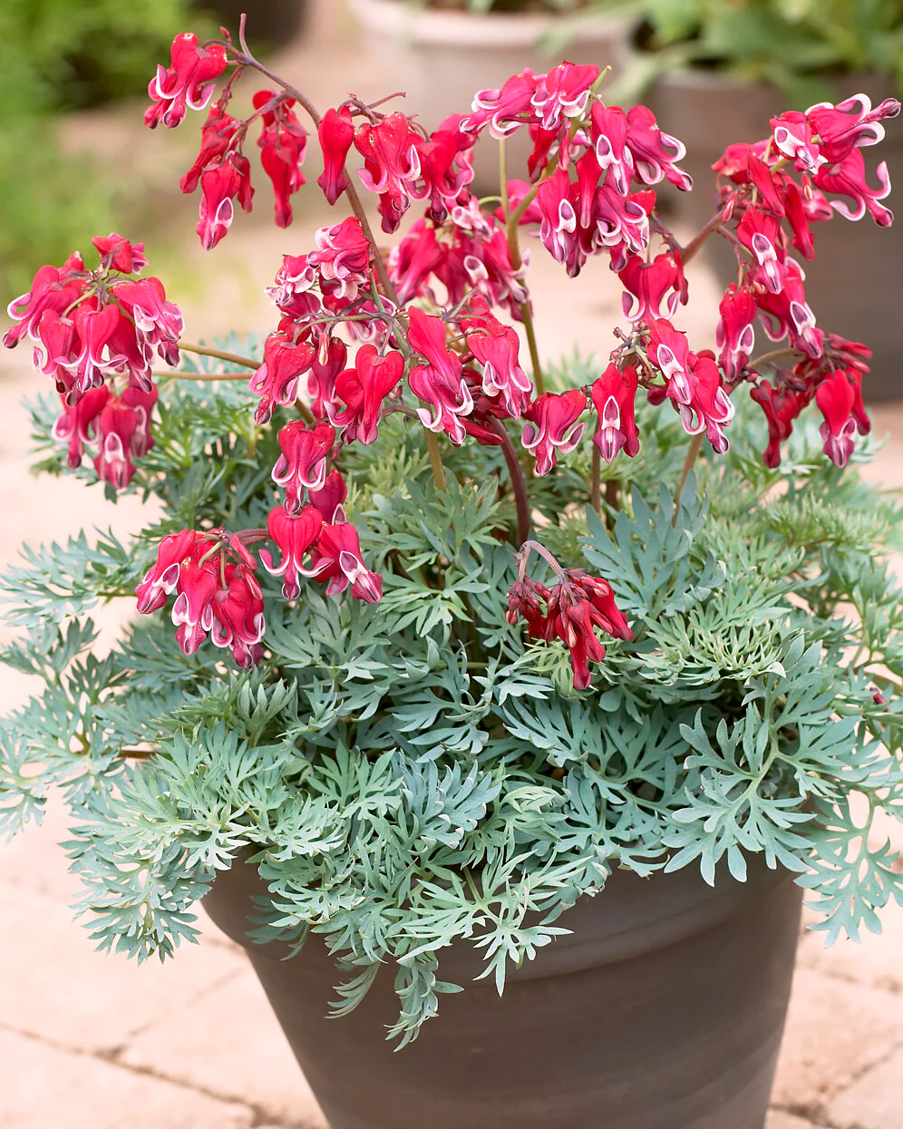 Dicentra 'Burning Hearts' - Image 8