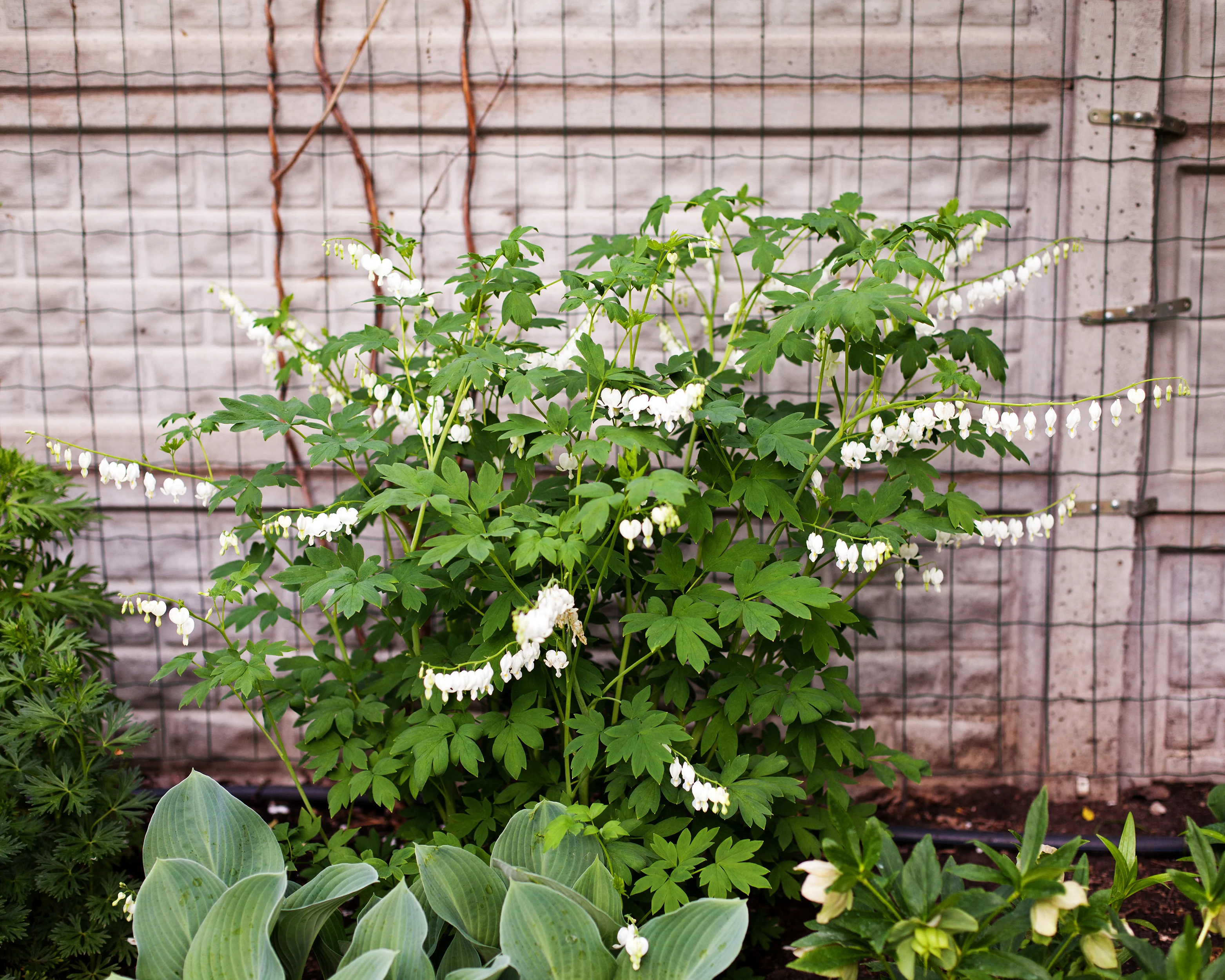 Dicentra 'Alba' - Image 7