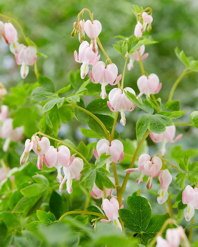 Dicentra 'Cupid' - Image 3