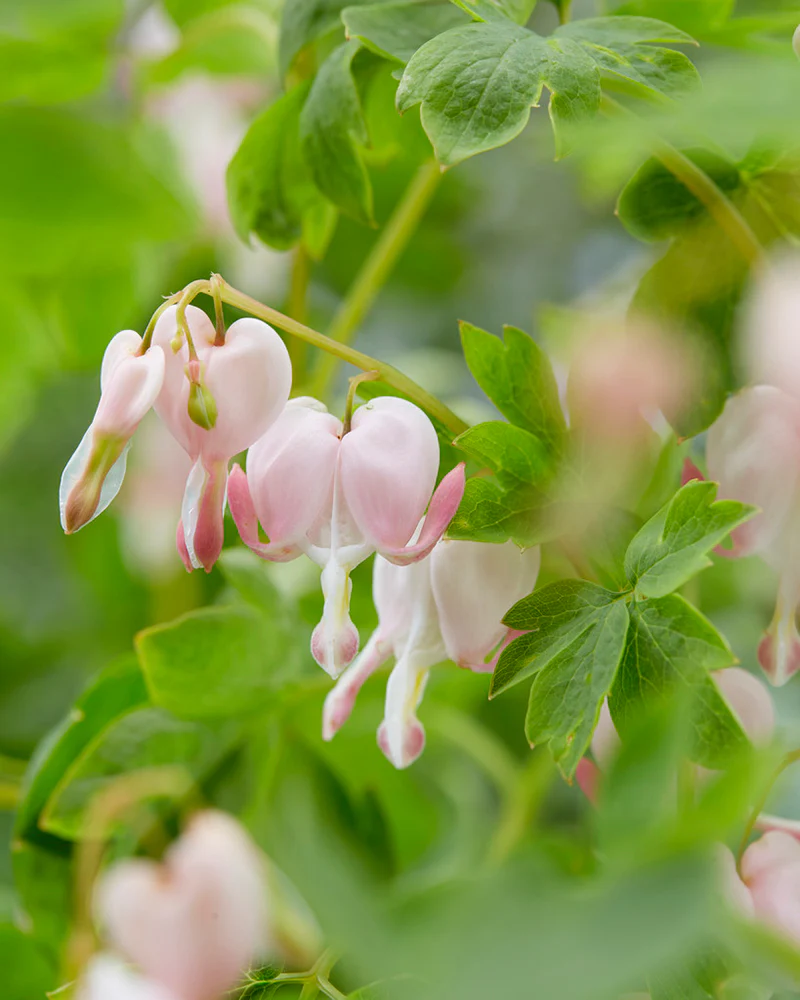 Dicentra 'Cupid' - Image 4