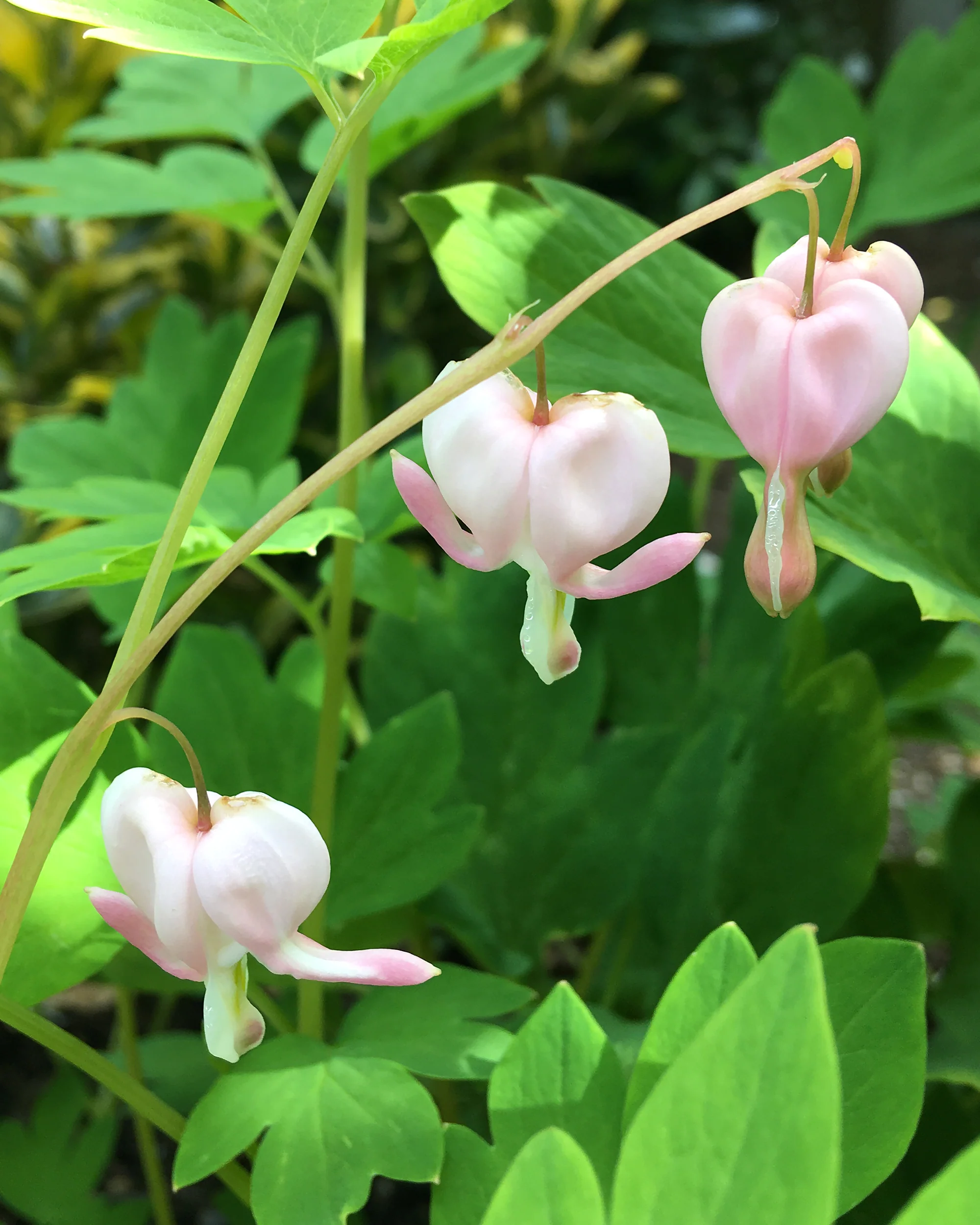 Dicentra 'Cupid' - Image 6