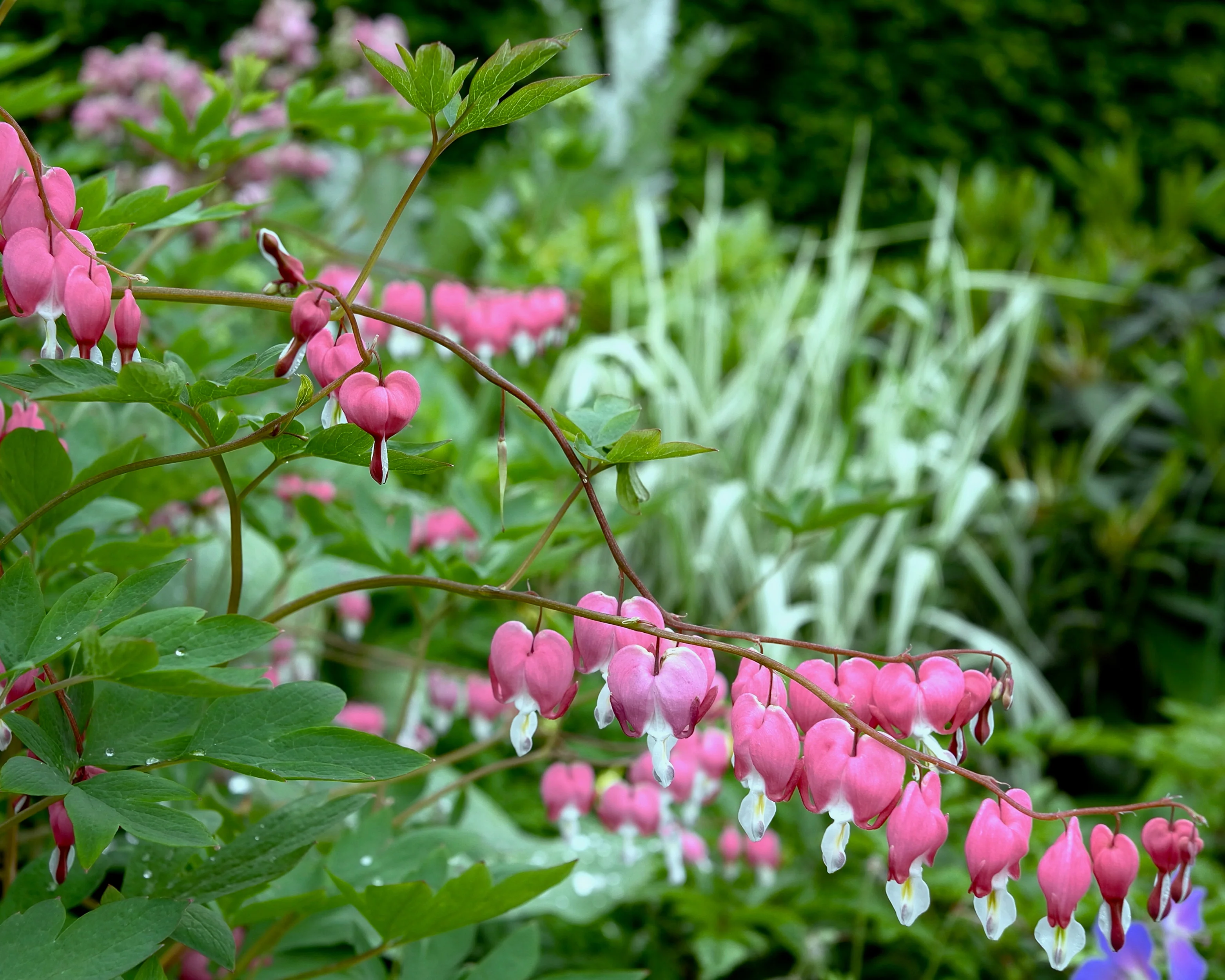 Dicentra spectabilis - Image 3
